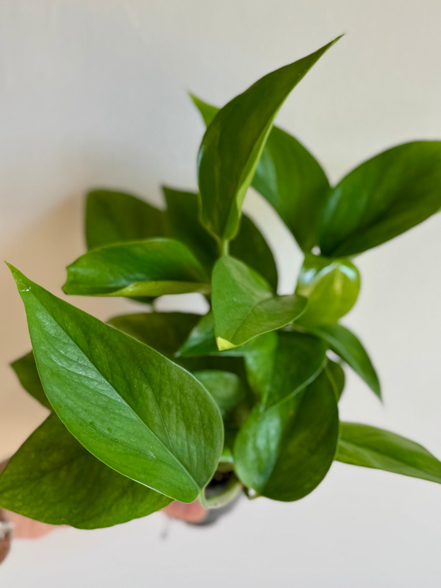Pothos Jade