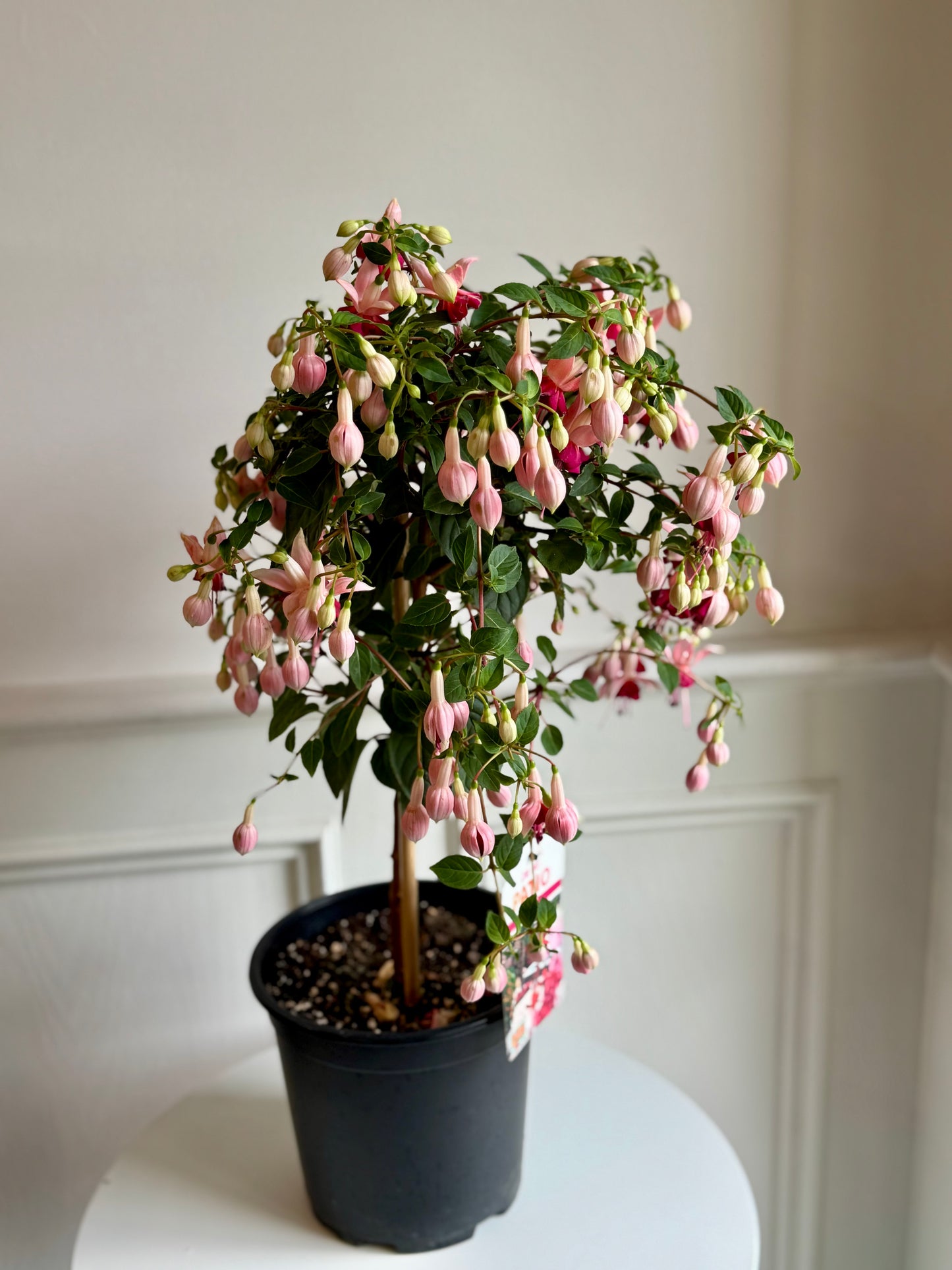 Fuchsia
