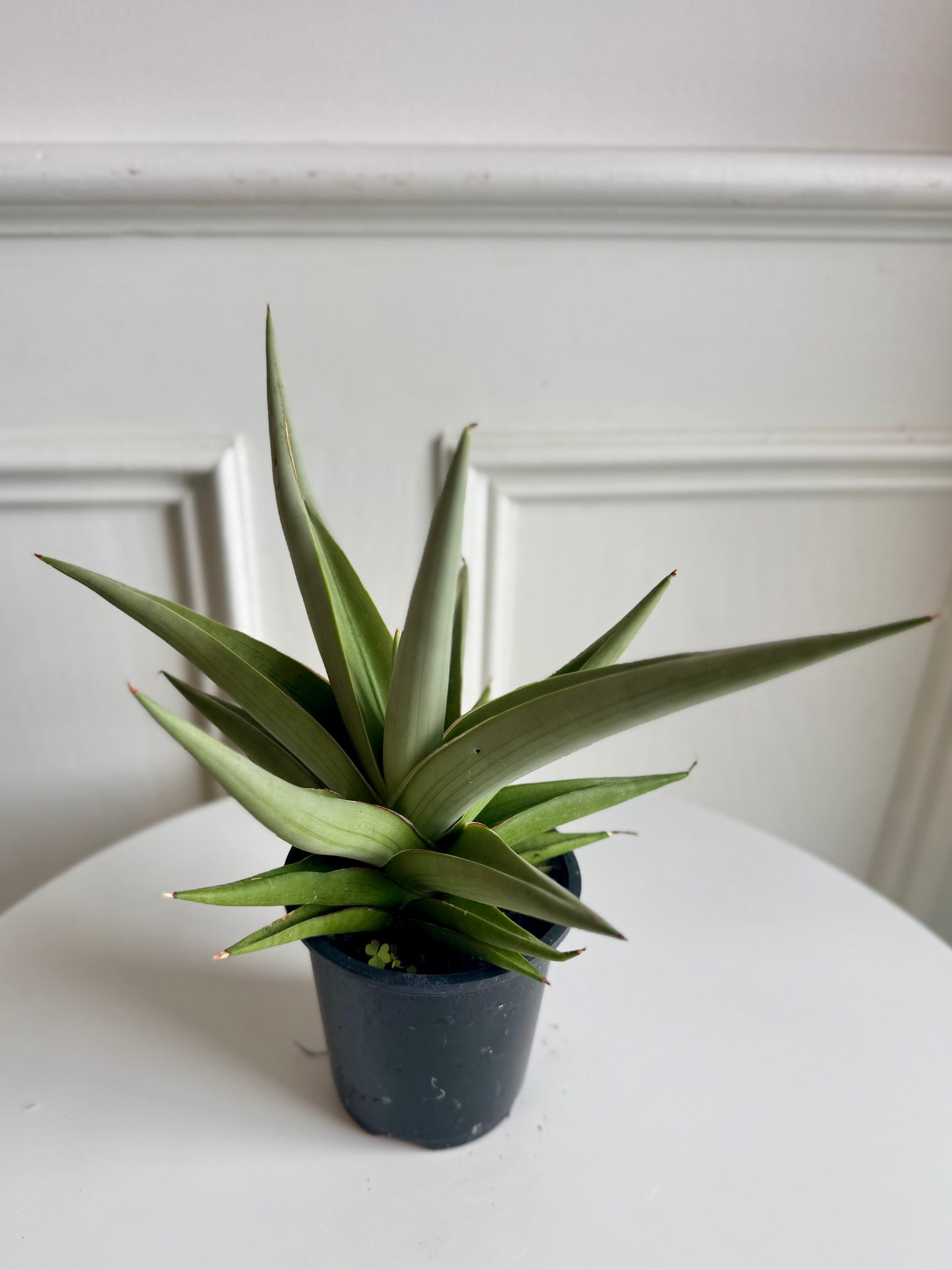 Sansevieria Chanin