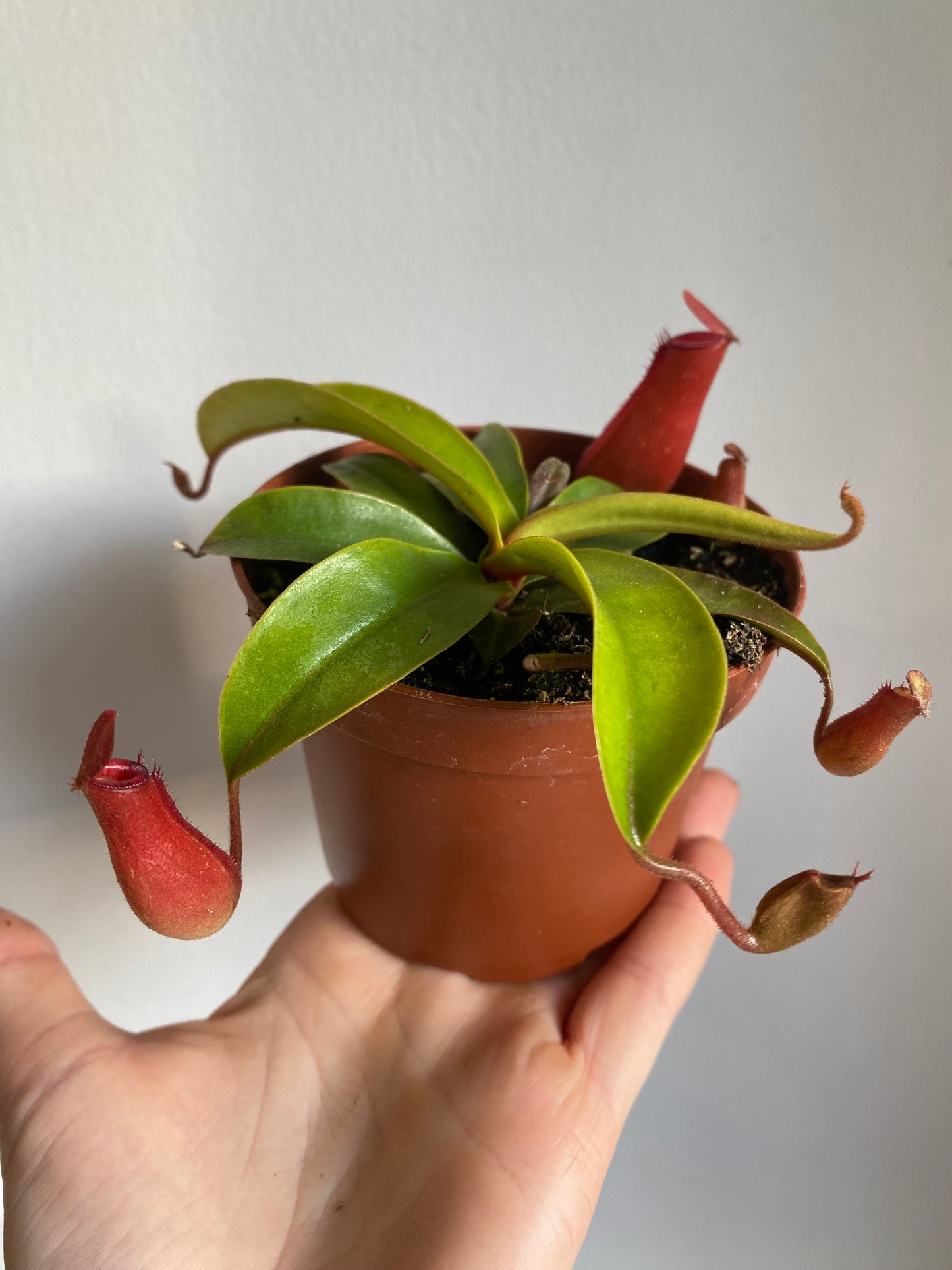Pitcher Plant