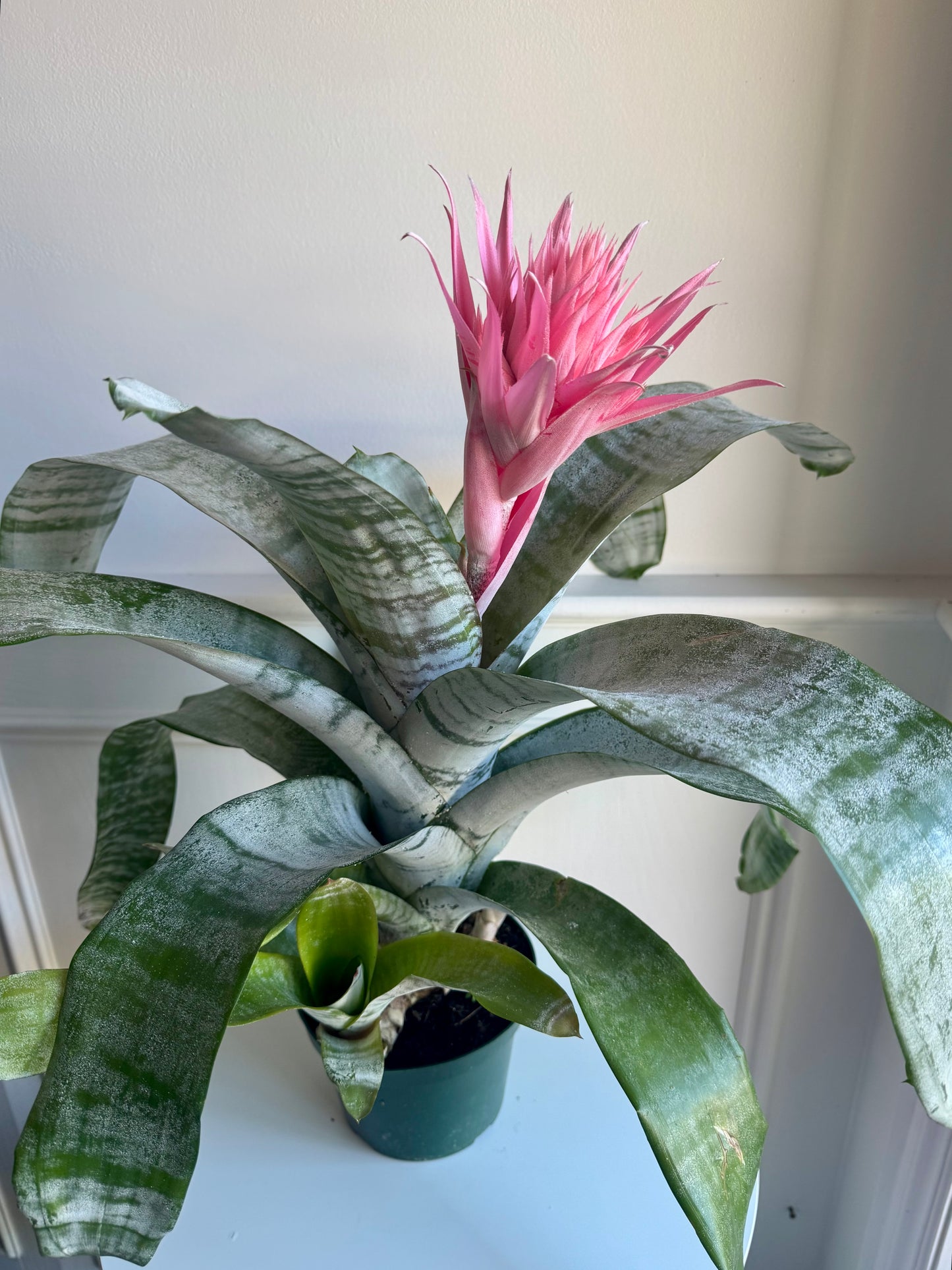 Bromeliad Guzmania