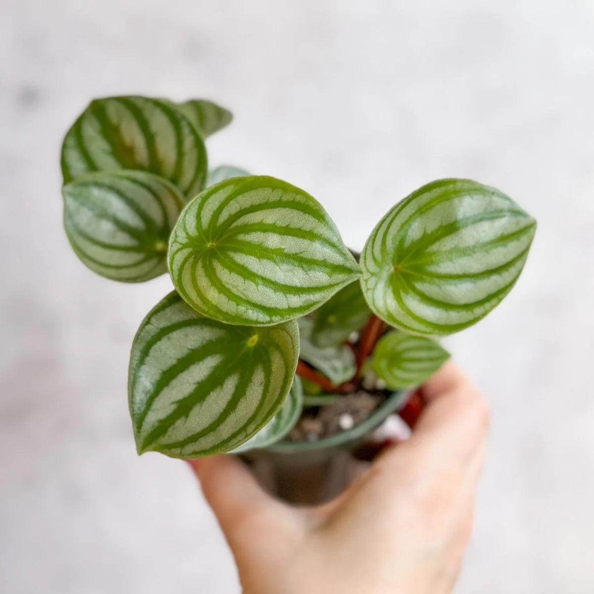 Peperomia