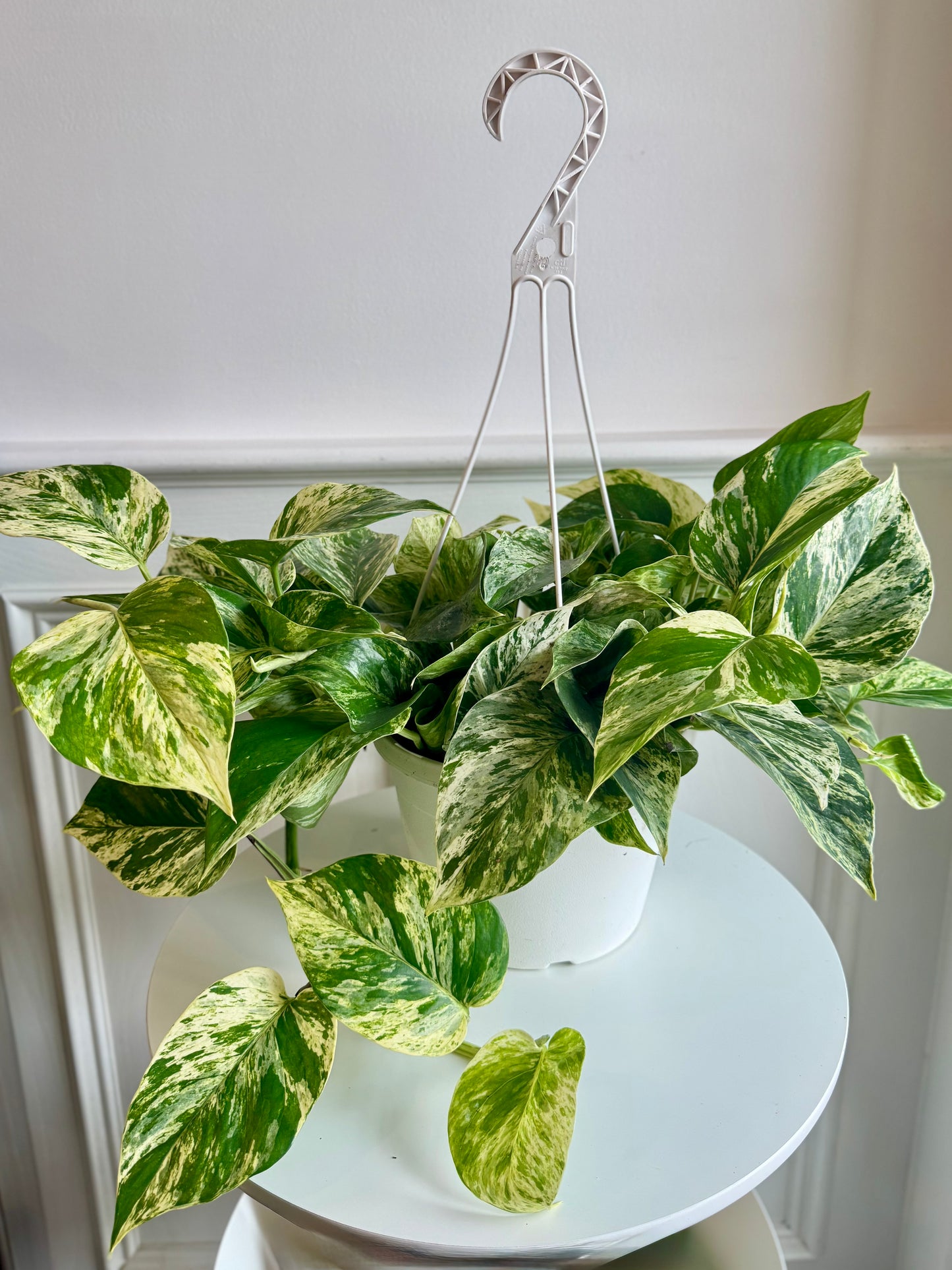 Marble Queen Pothos Hanging Basket