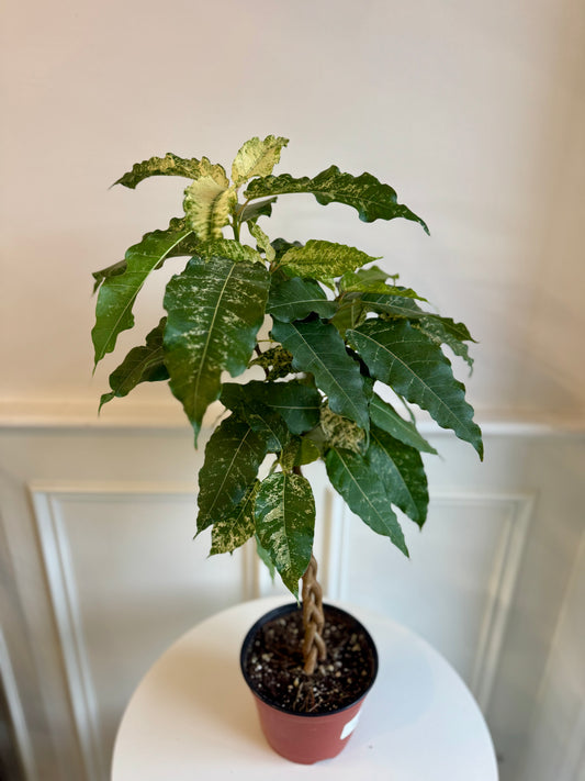 Ficus Aspera Variegate