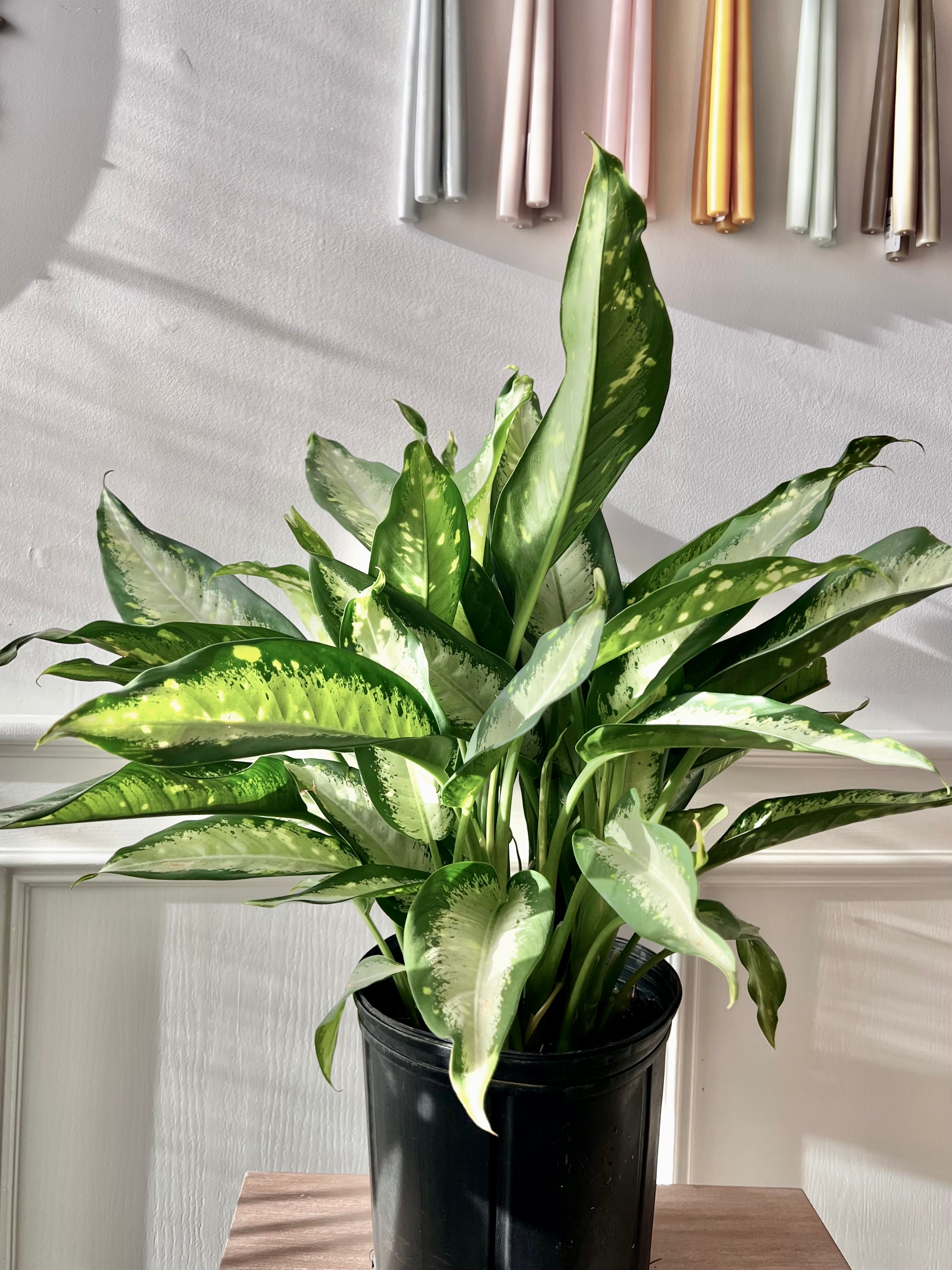 dieffenbachia panther size Dieffenbachia Panther – Thorn & Petal Florist
