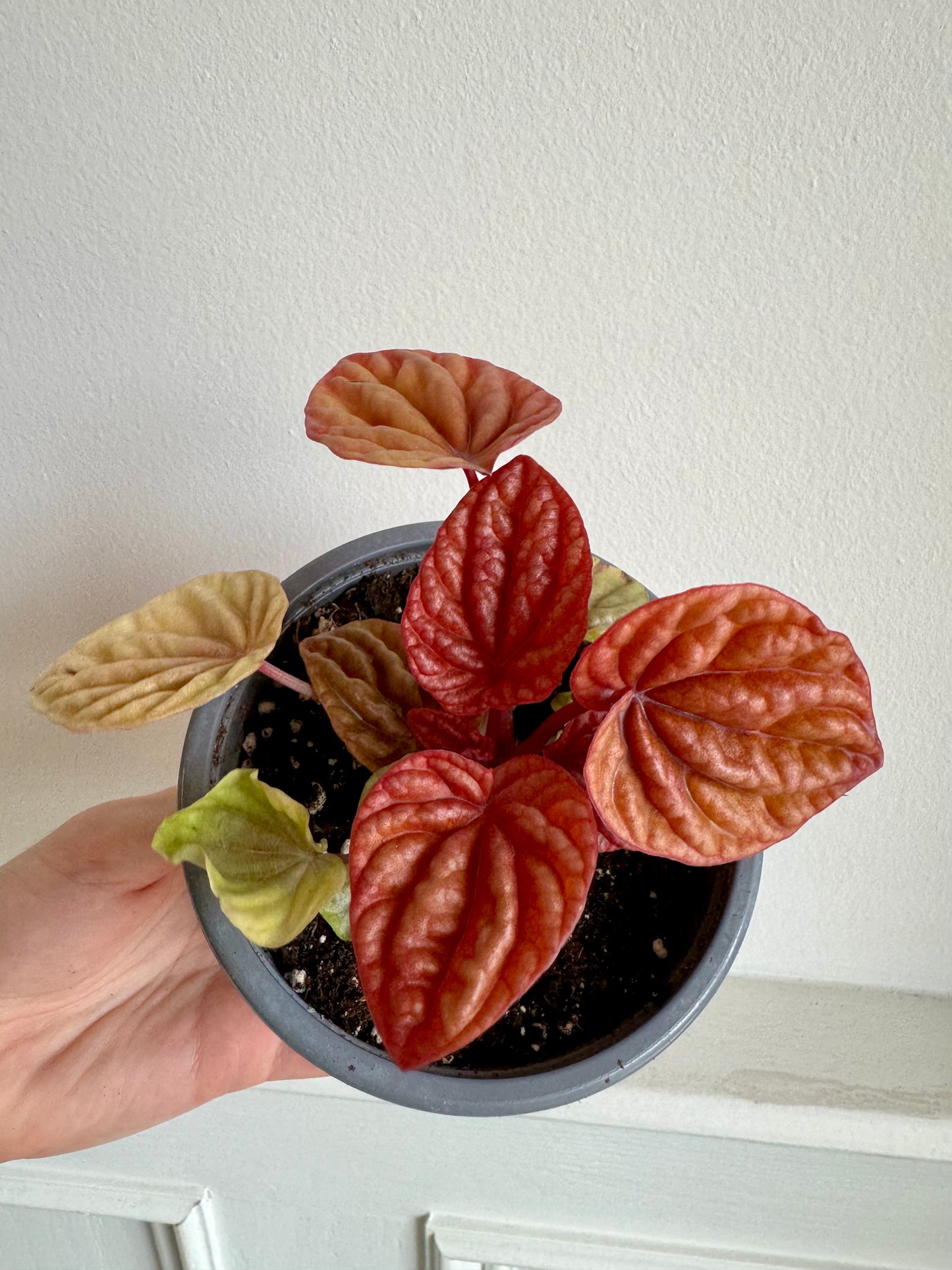 Peperomia