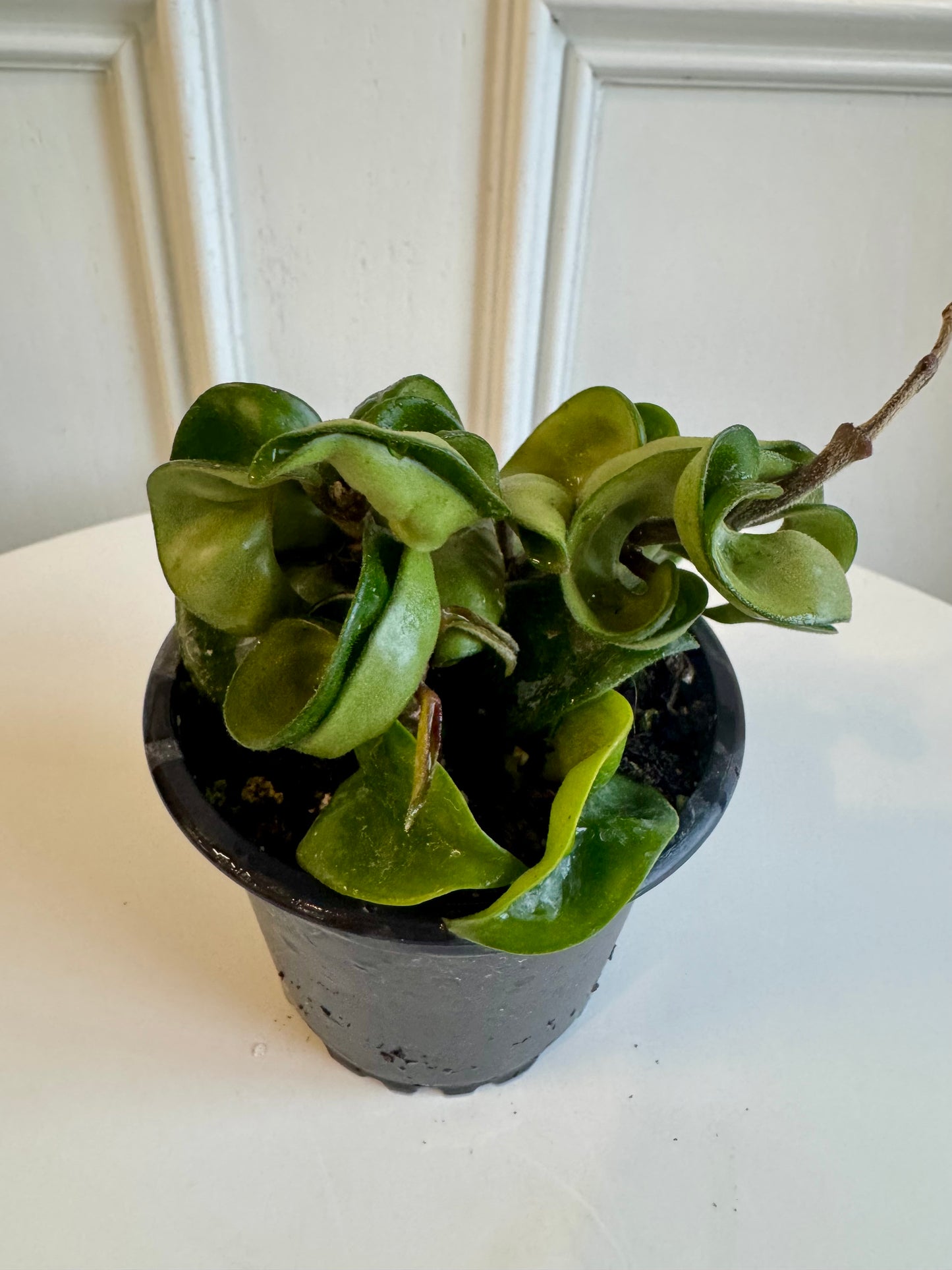 Hoya Krohniana Eskimo