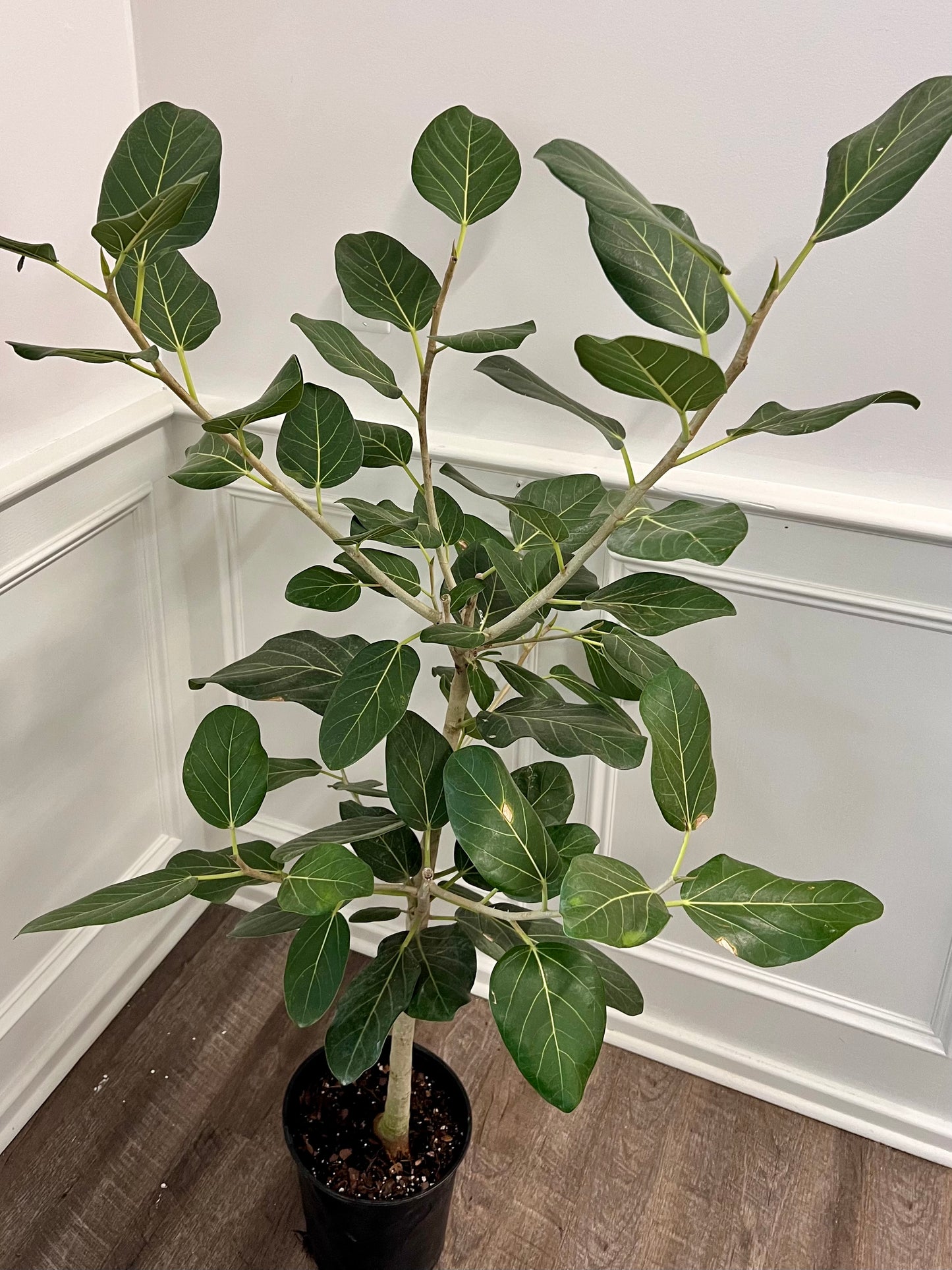 Ficus Audrey
