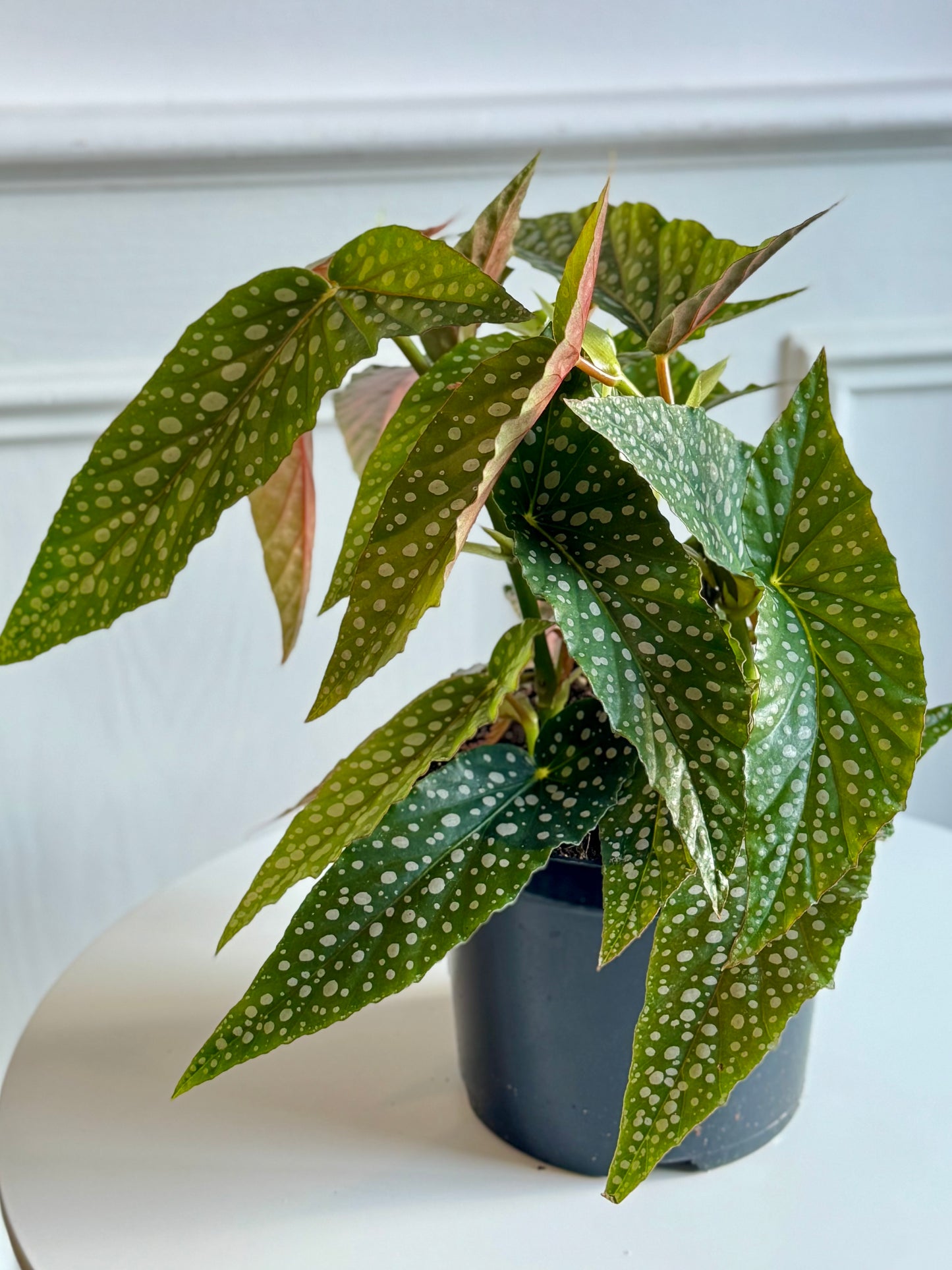 Begonia Maculata