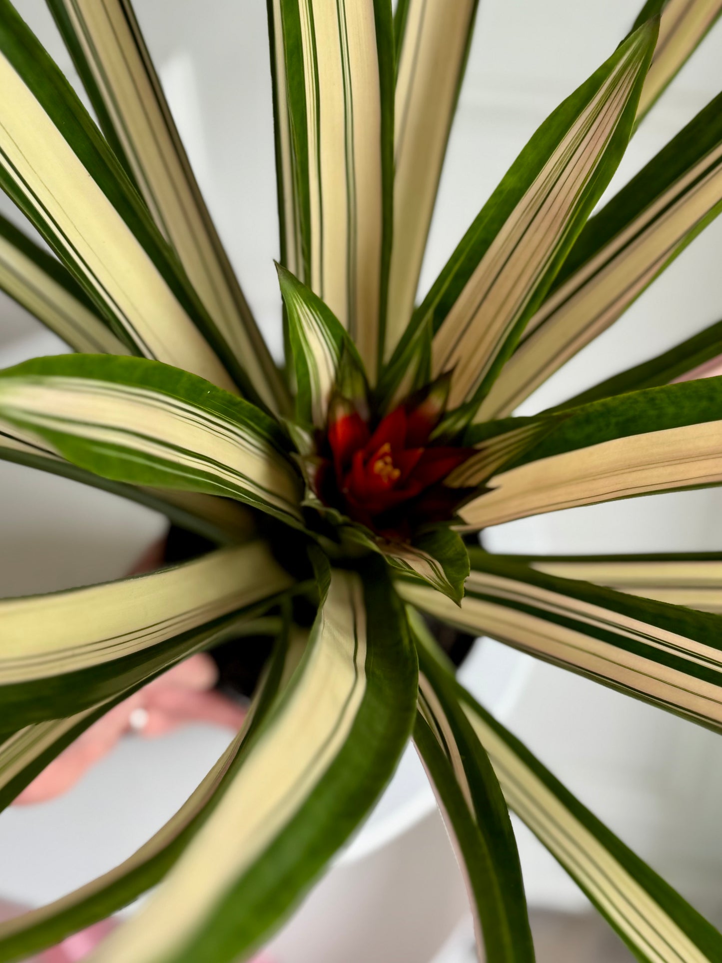 Neoregelia Carolinae (The Blushing bromeliad)