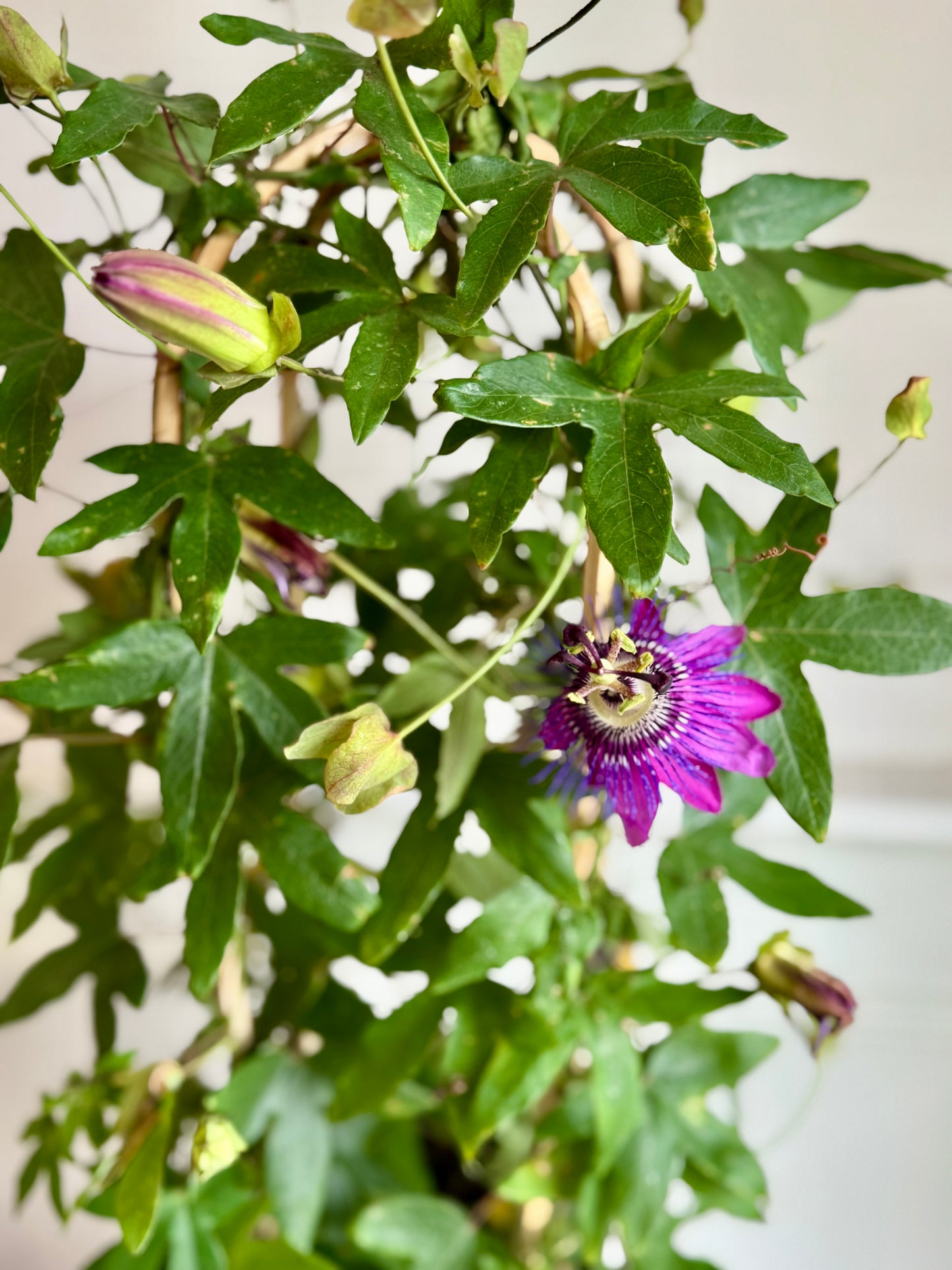 Passion Flowers