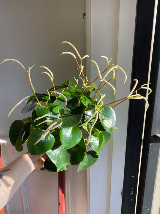 Peperomia Rain Drop