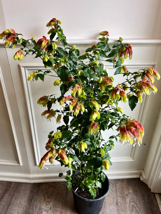 Shrimp Plant