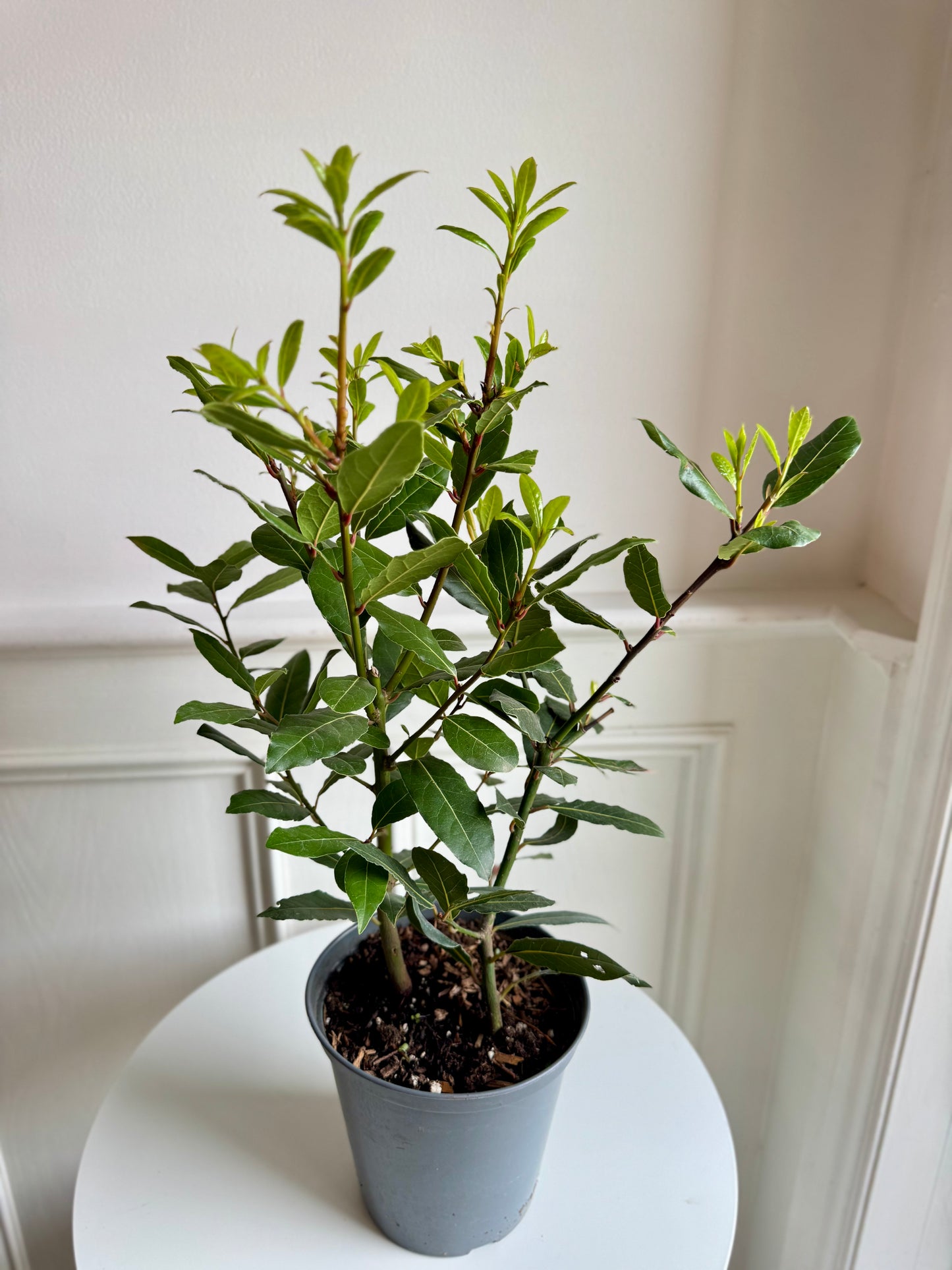 Bay Laurel