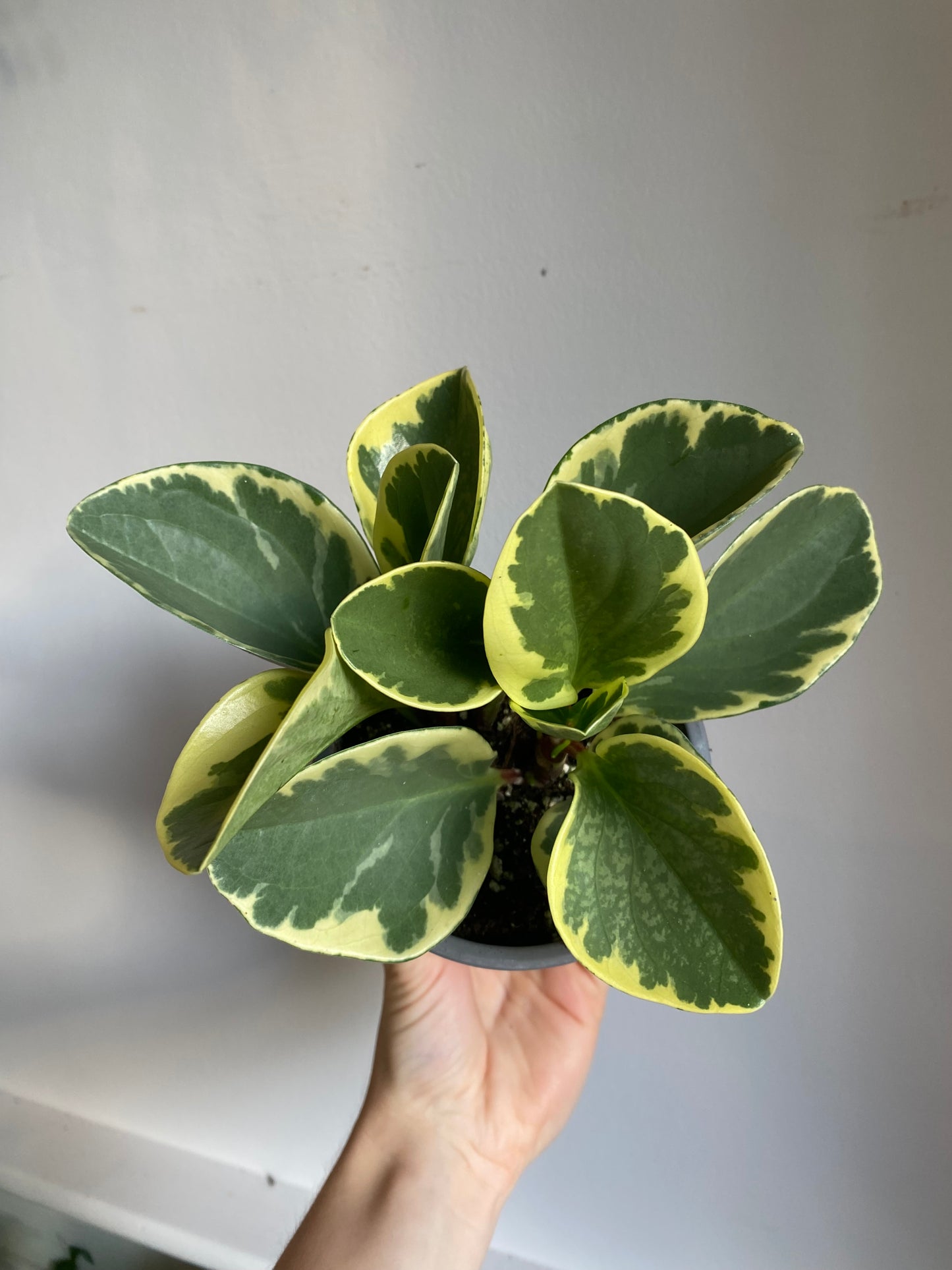 Peperomia Obtusifolia