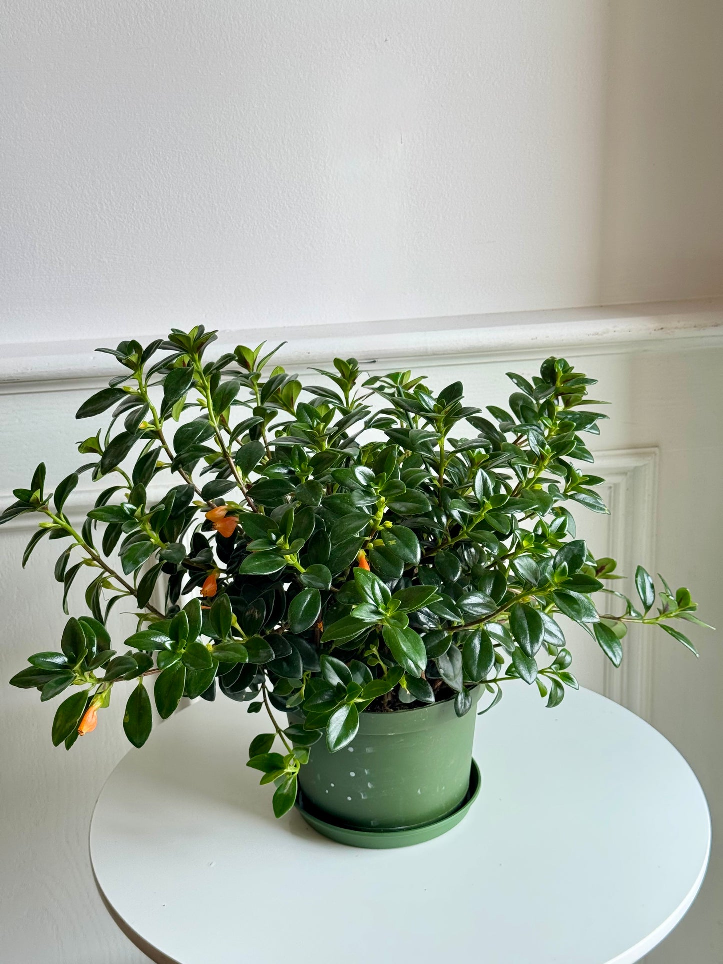 Goldfish Plant