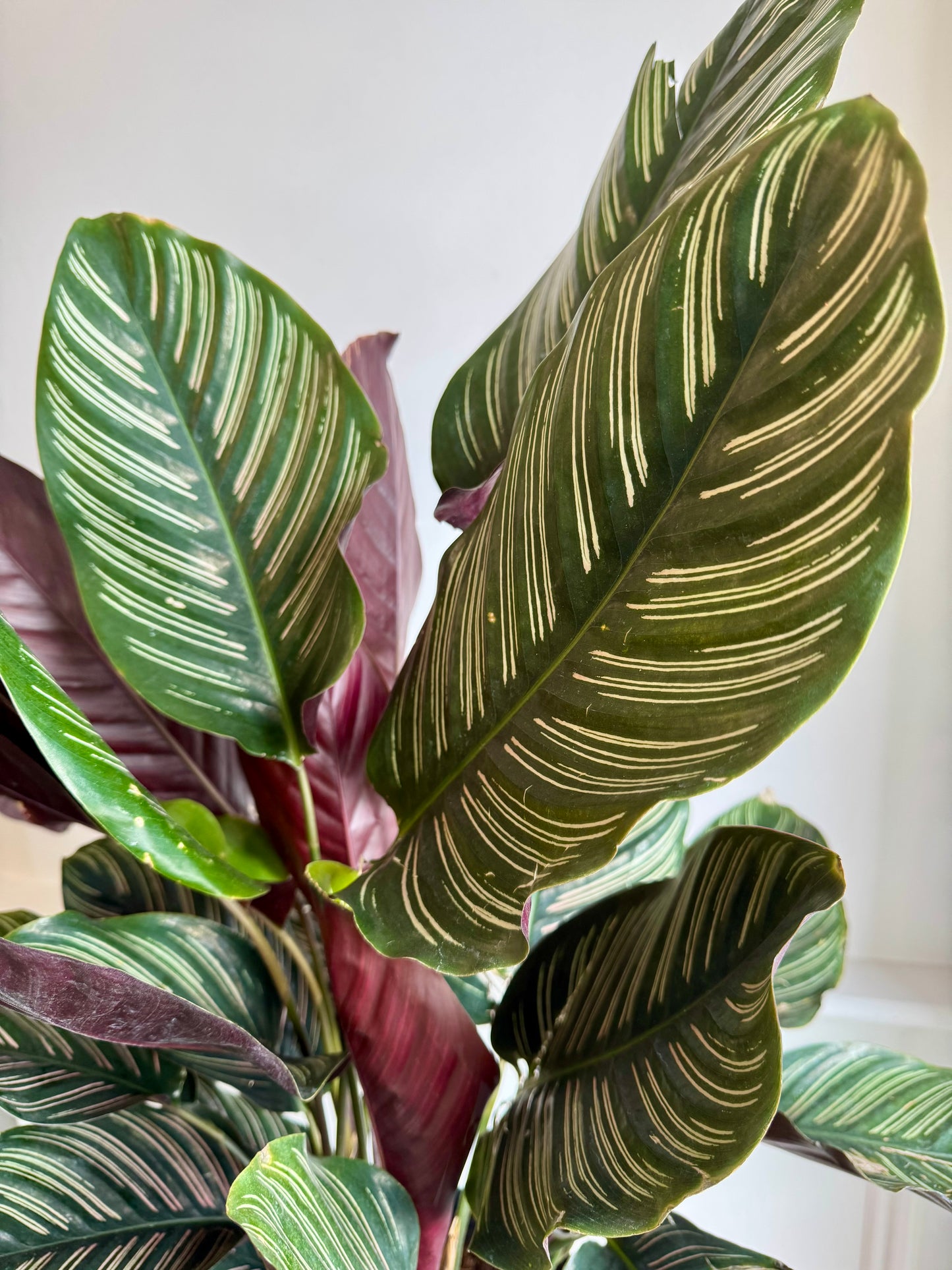 Calathea Ornata