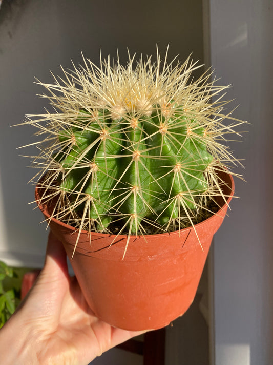 Cactus Golden Barrel