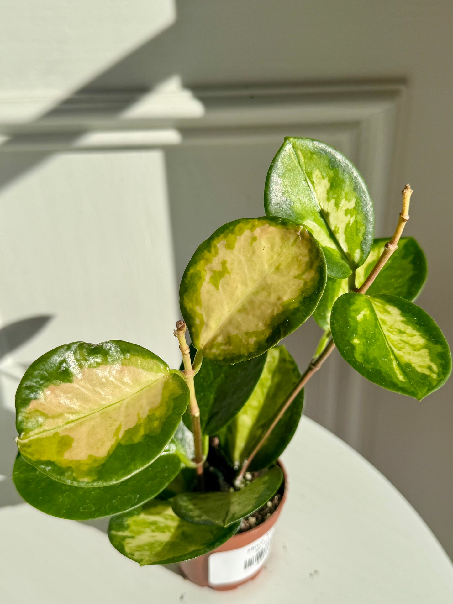 Hoya Tricolour