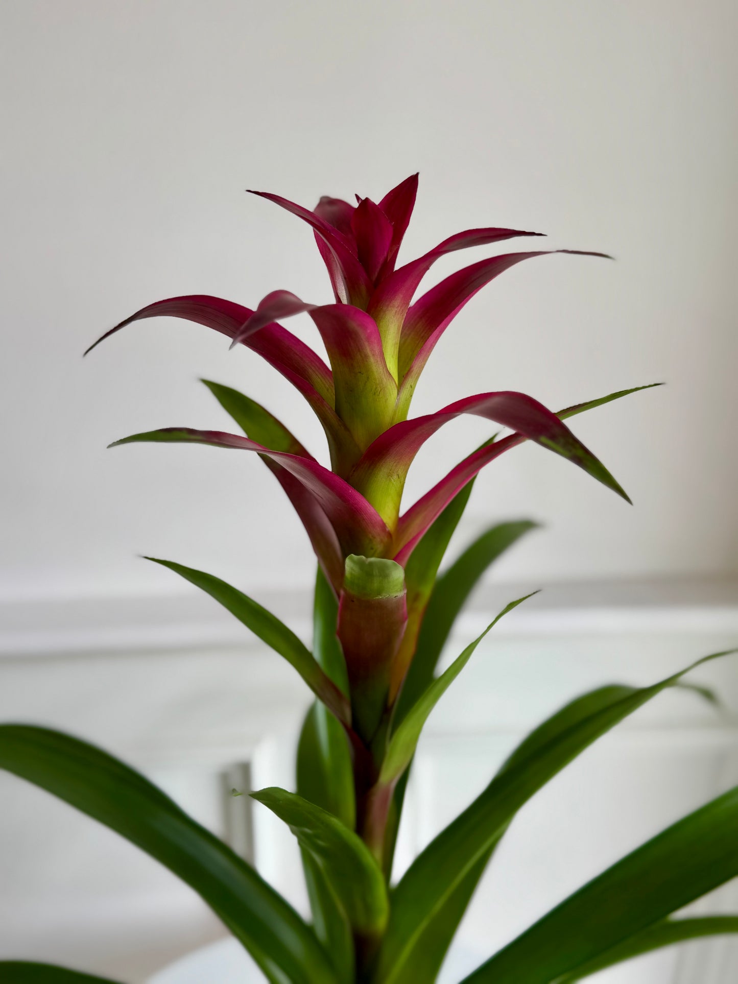 Bromeliad Guzmania