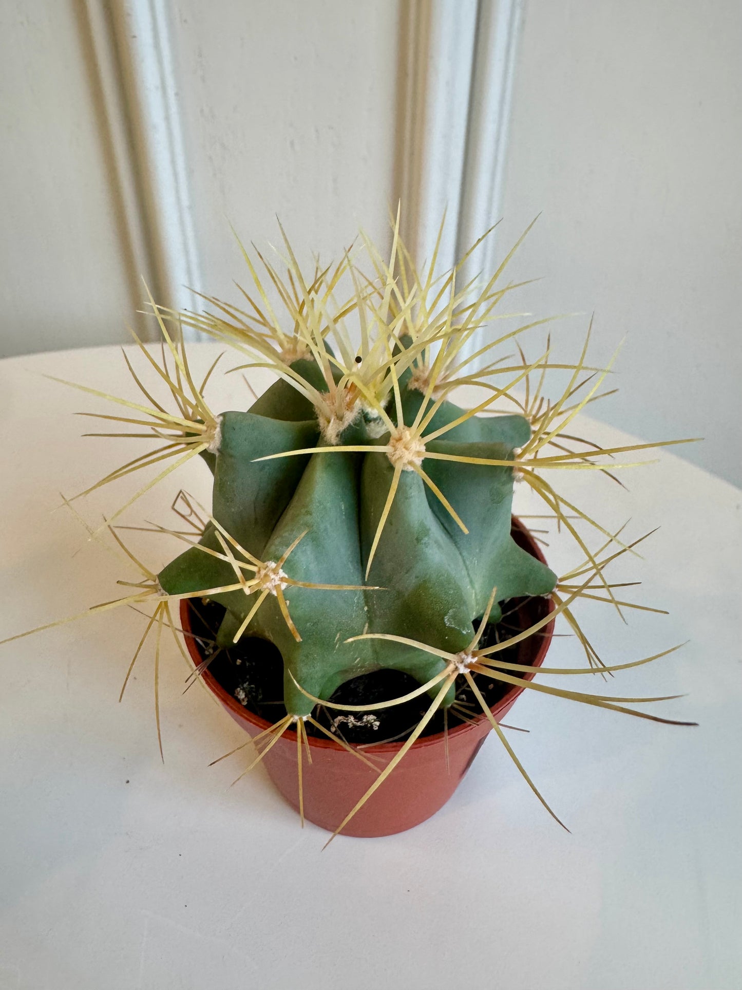 Cactus 2.5"