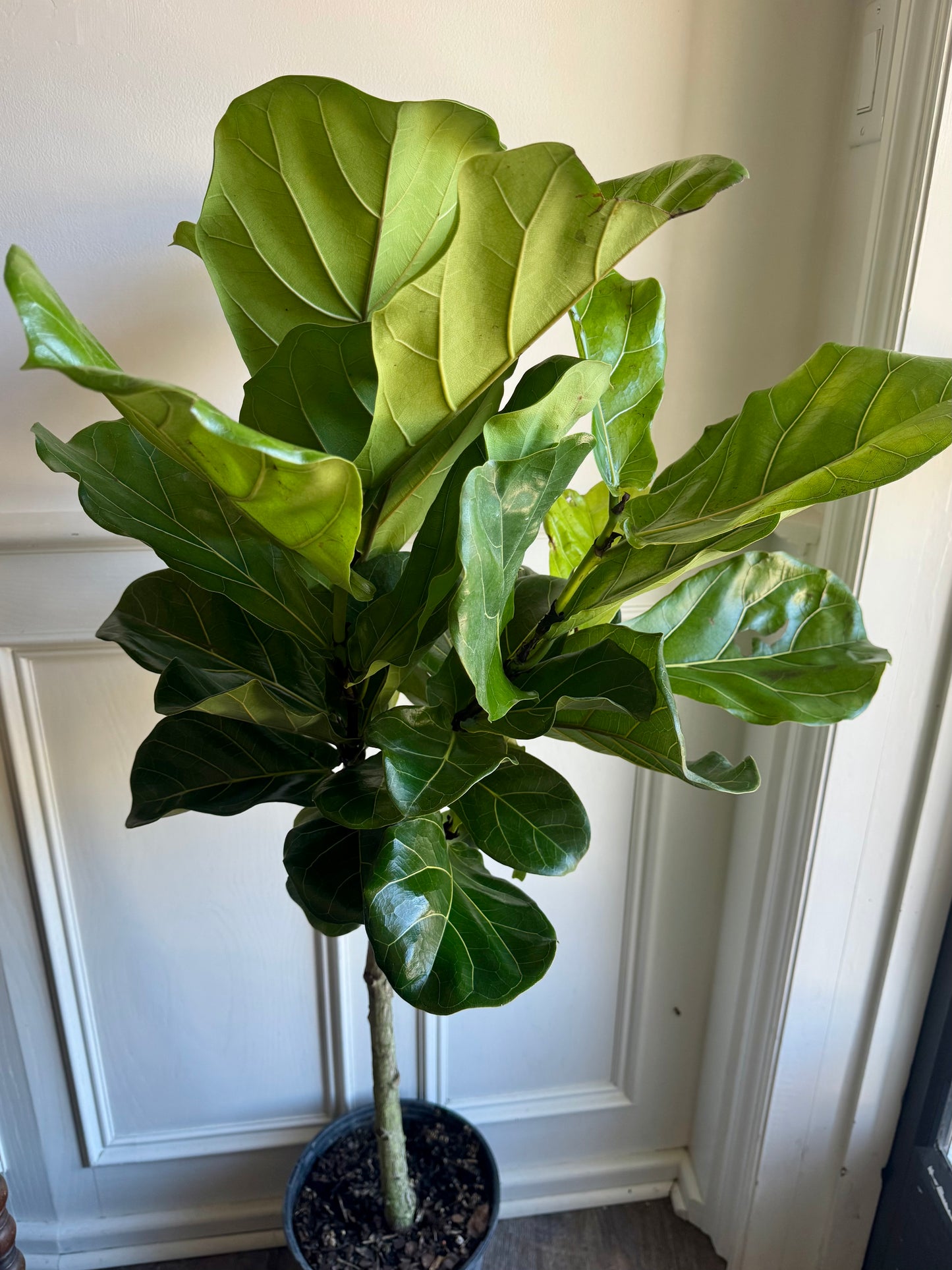 Ficus Lyrata “Little Fiddle”