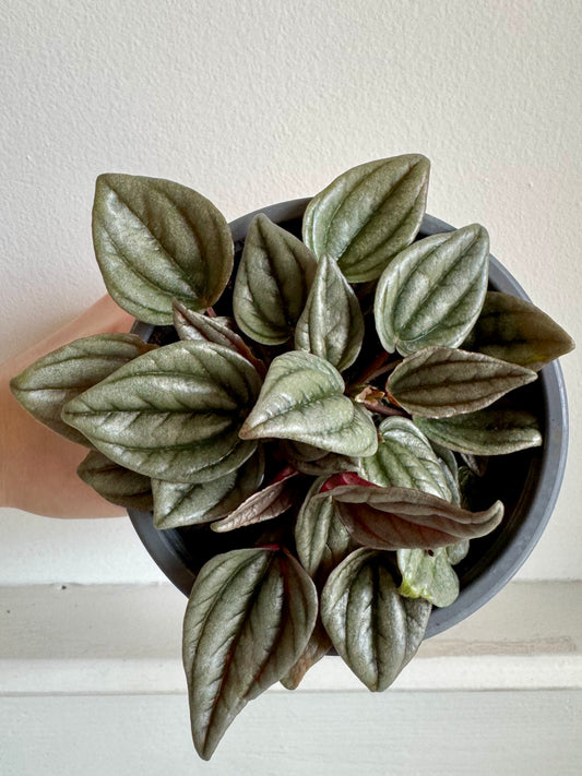 Peperomia