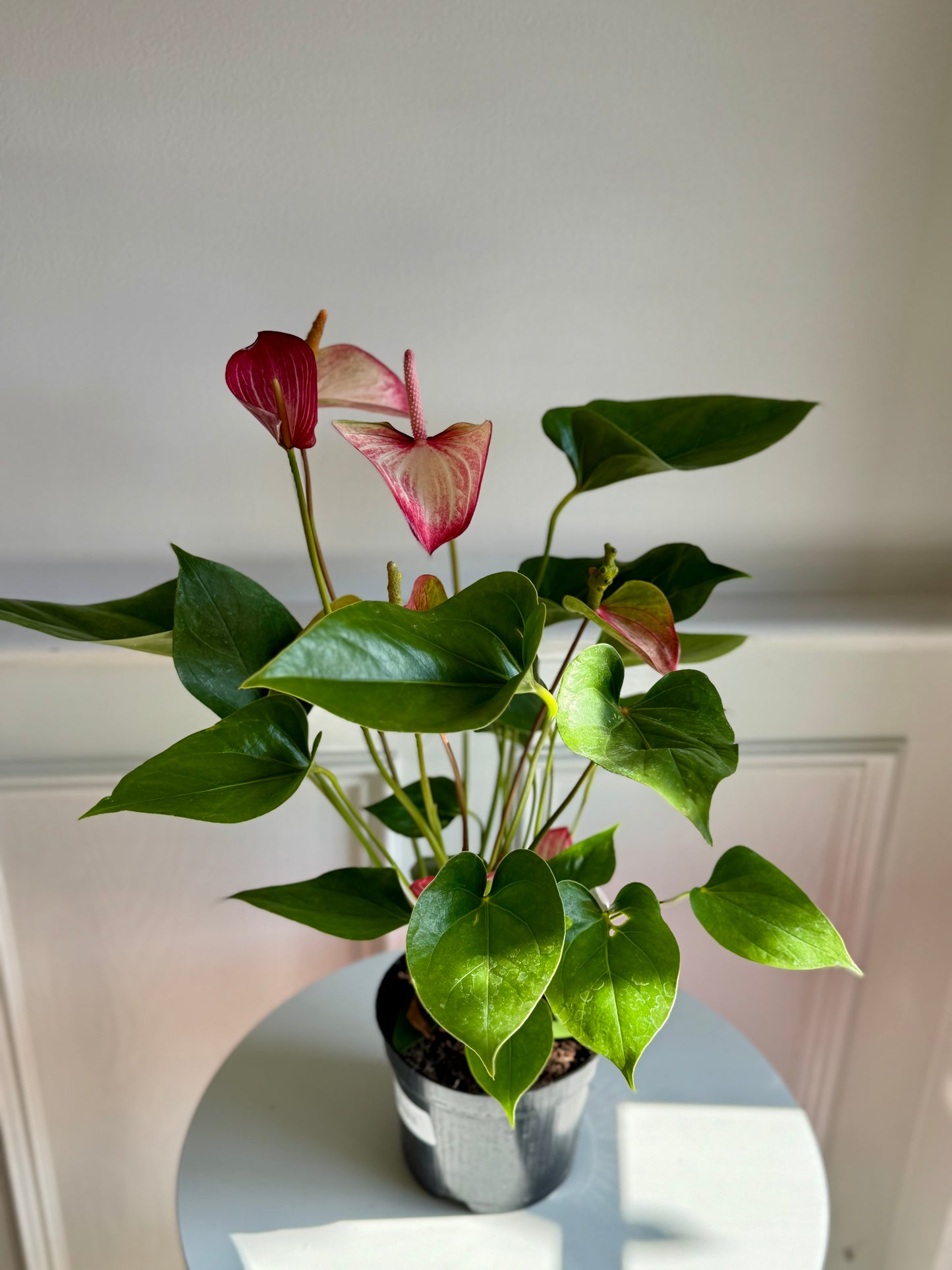 Anthurium
