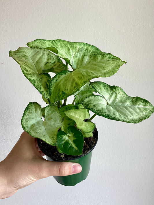 Syngonium White Butterfly