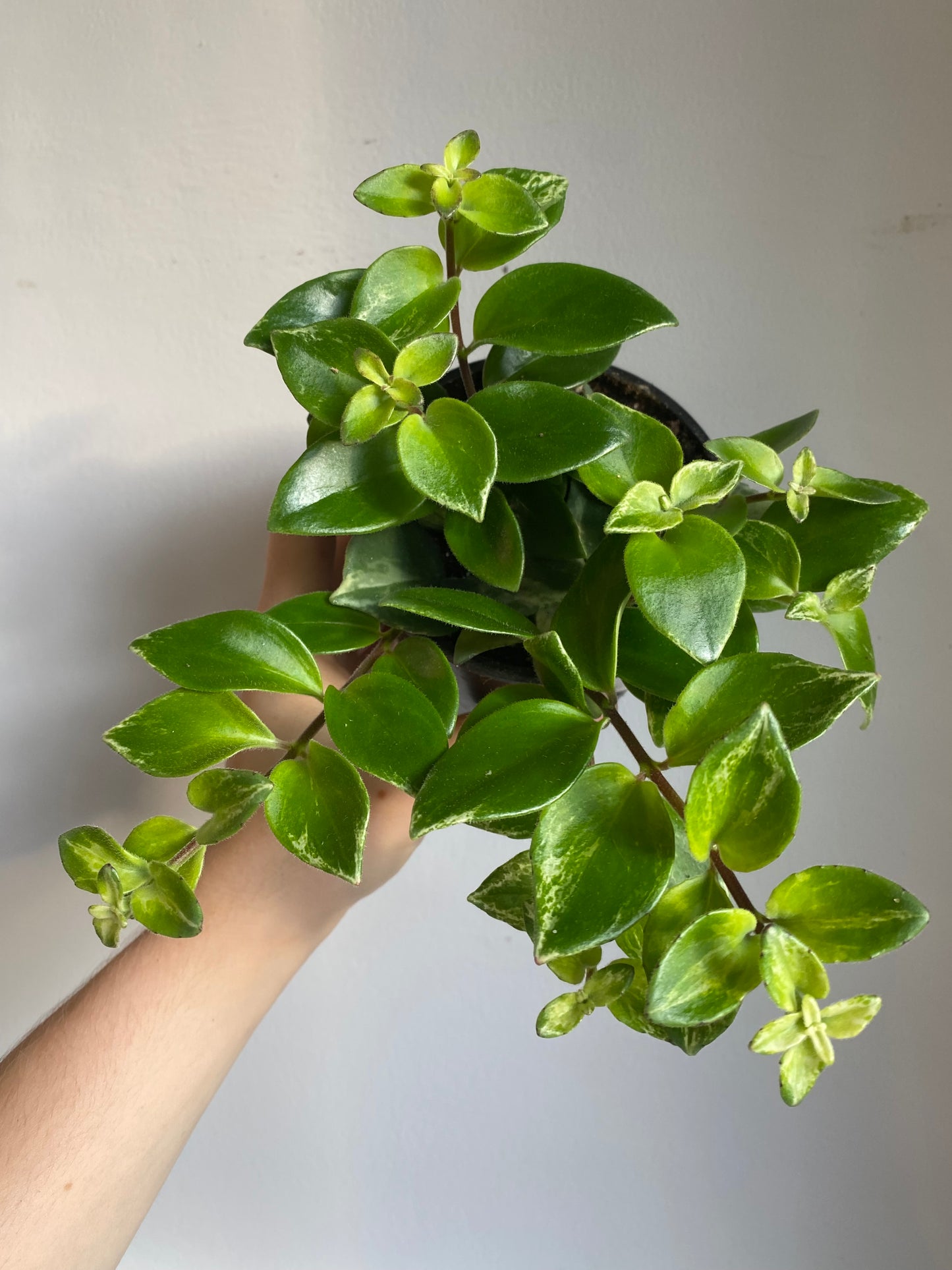 Lipstick Plant