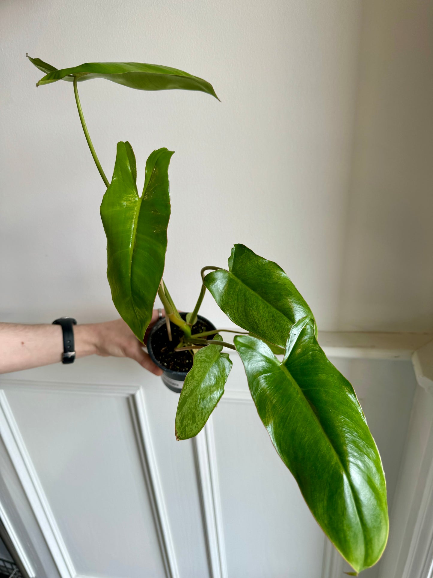 Philodendron Paraiso Verde