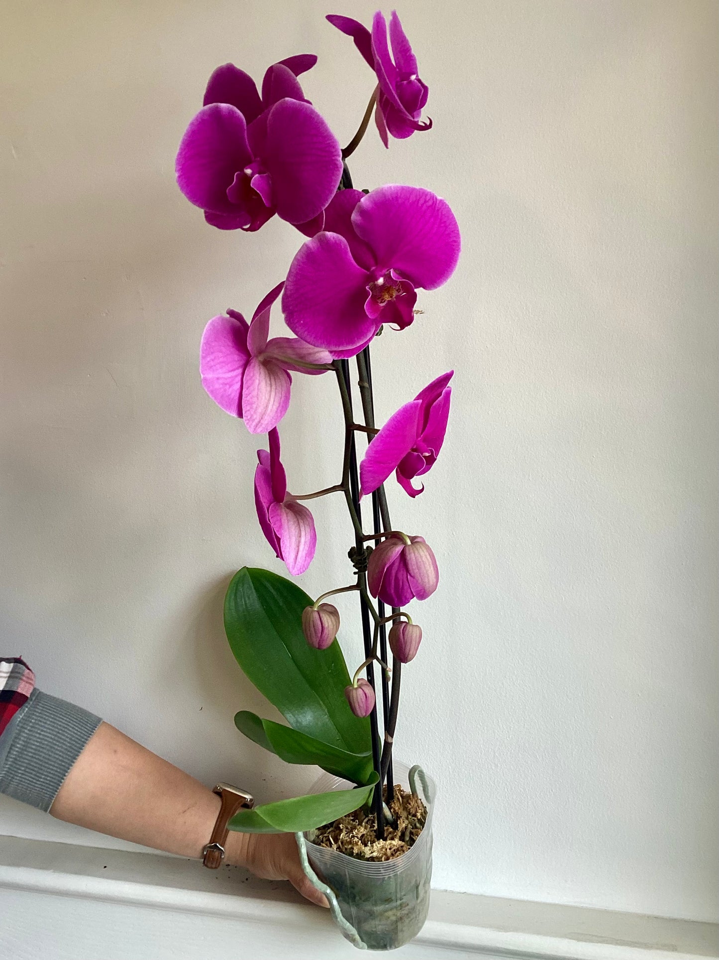 Single Spike Waterfall Orchid