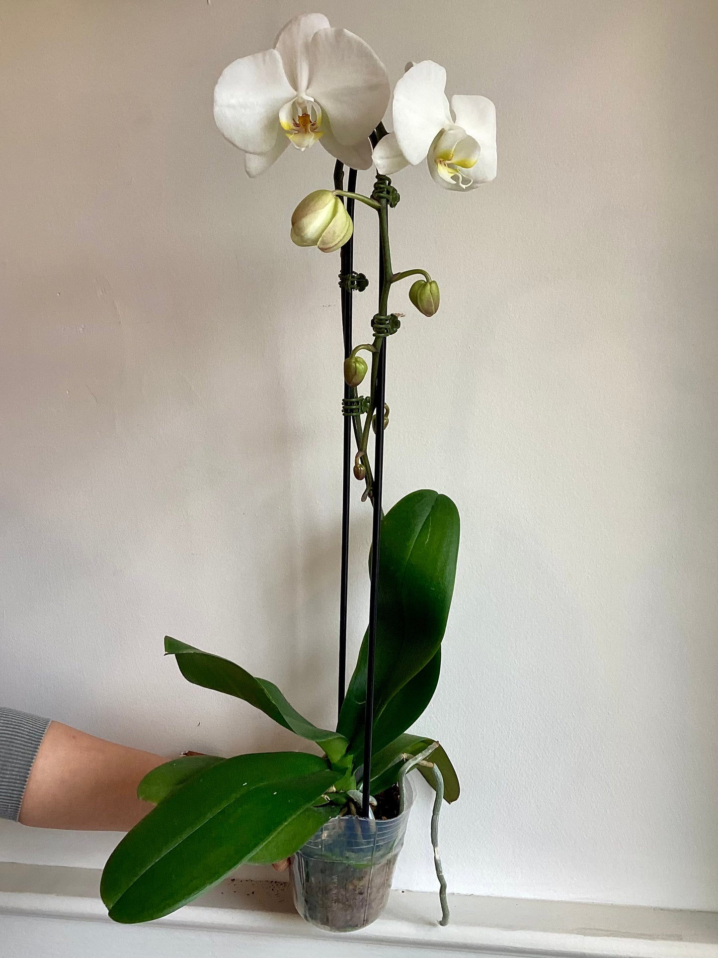 Single Spike Waterfall Orchid