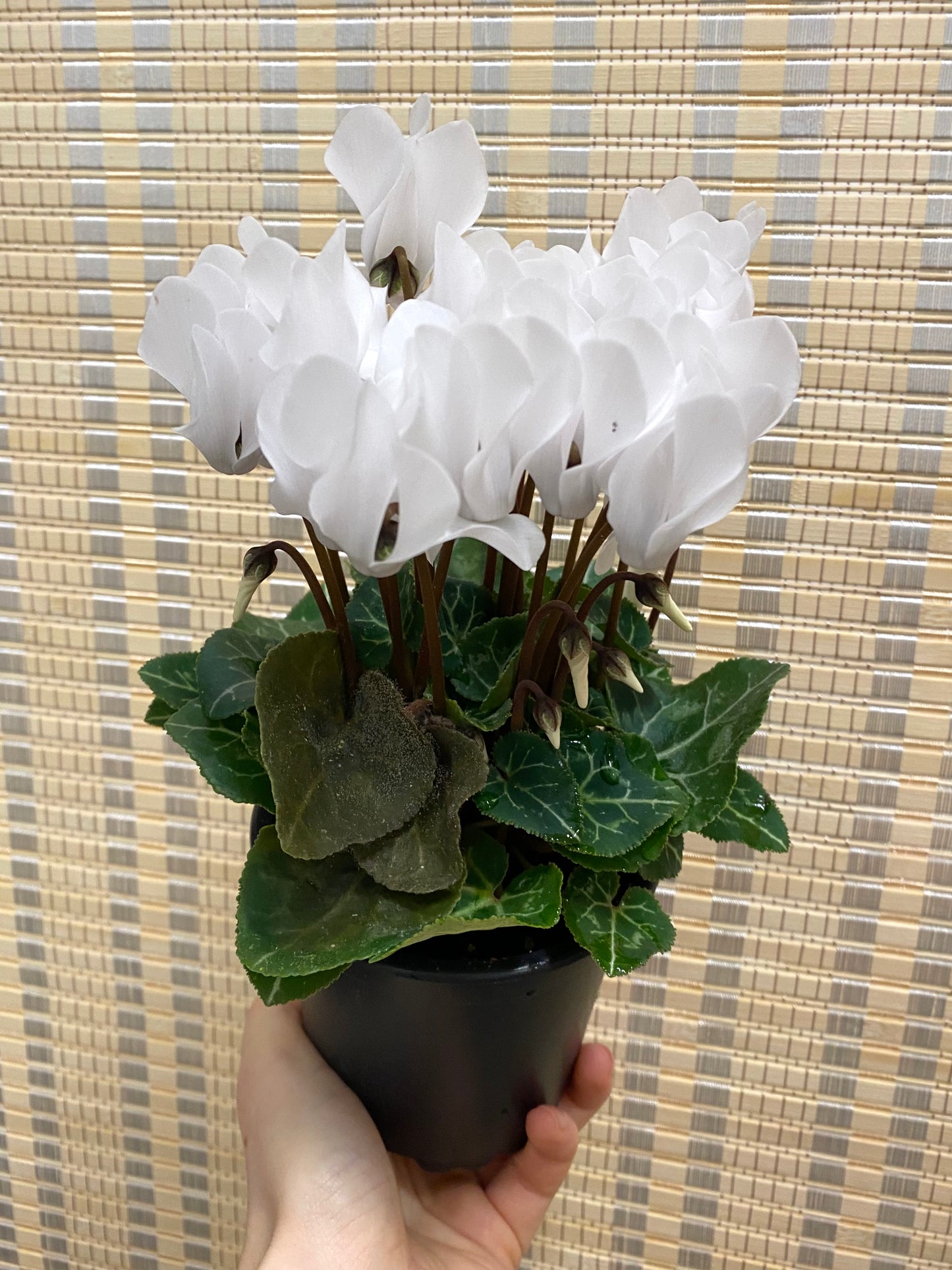 Cyclamen