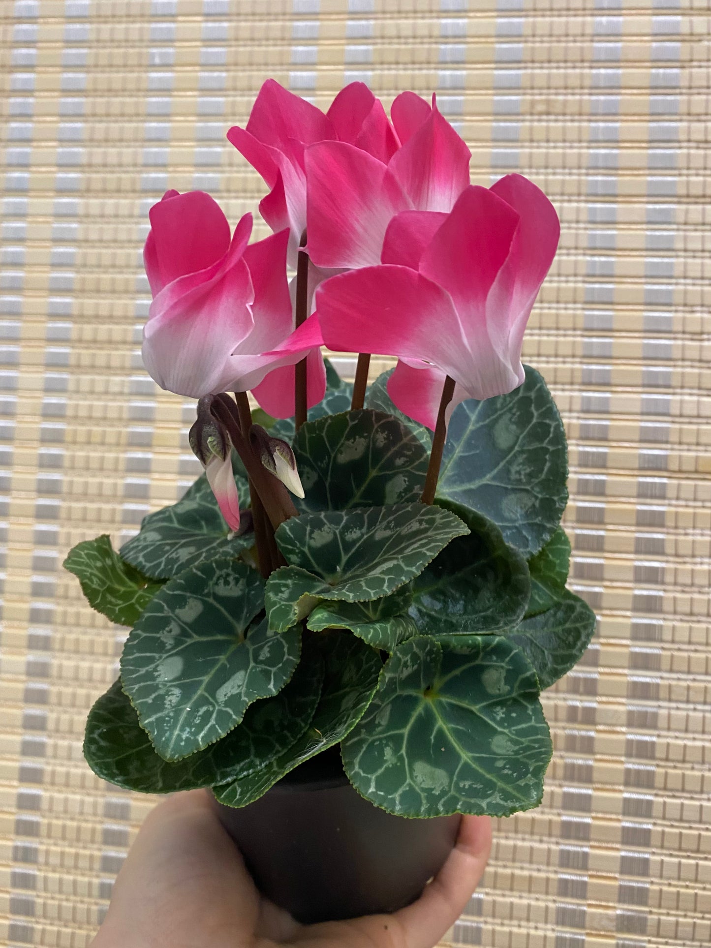 Cyclamen