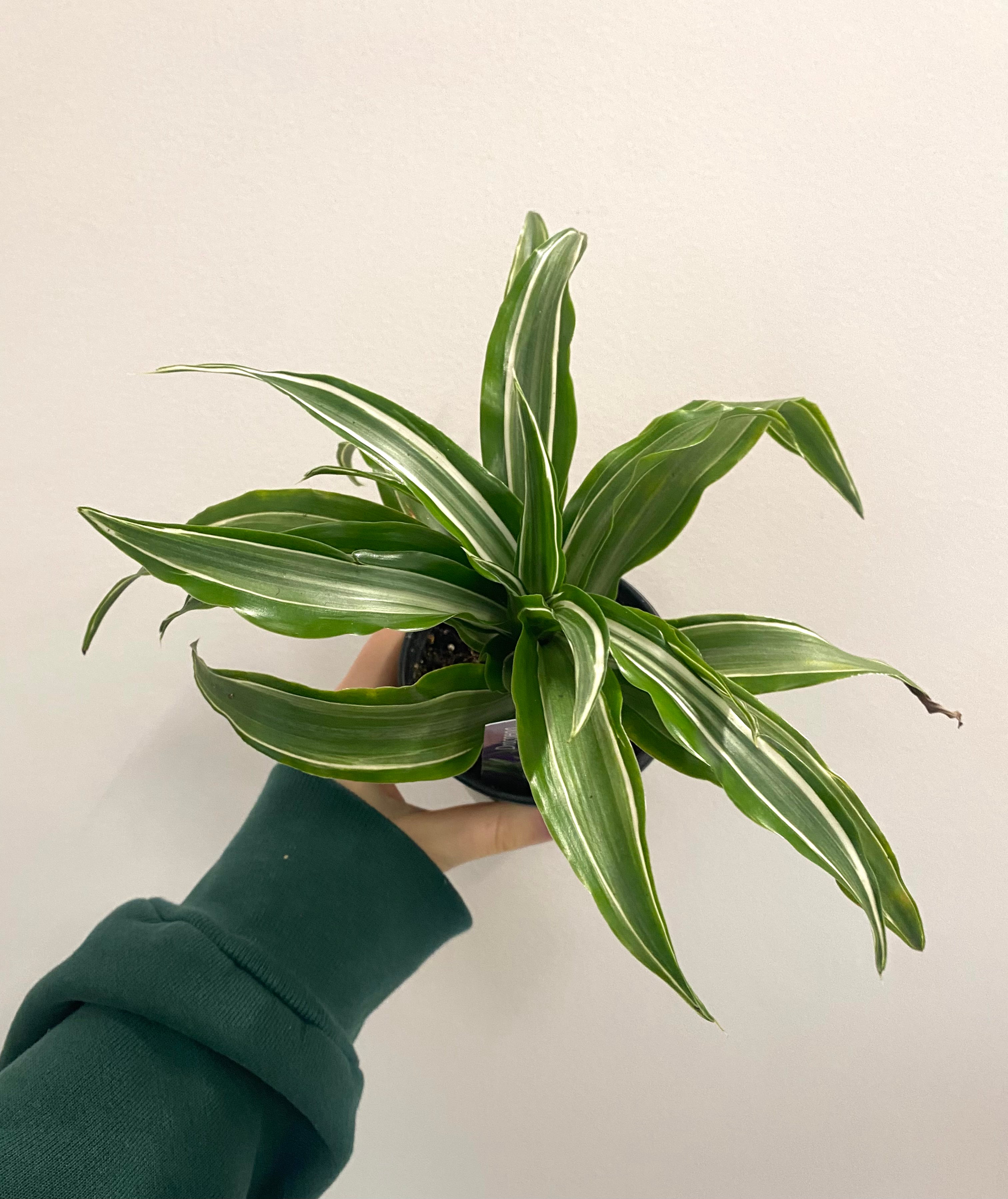 dracaena warneckii wikipedia Dracaena Warneckii – Thorn & Petal Florist