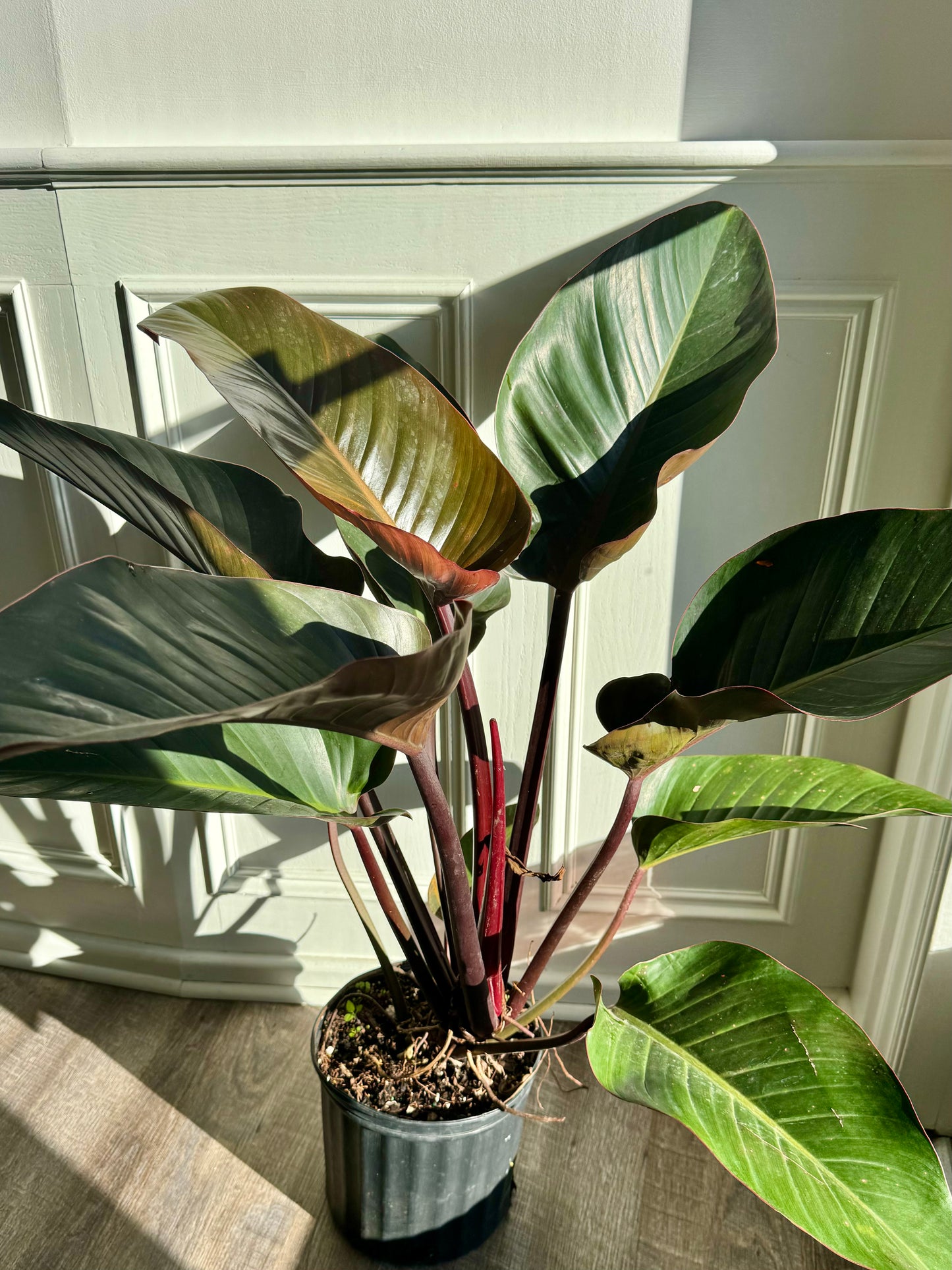 Philodendron Rojo Congo