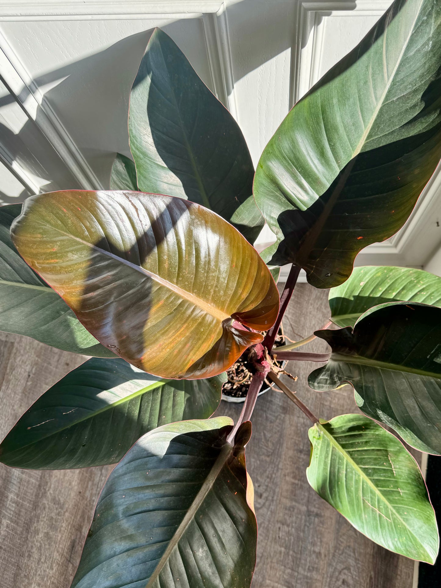 Philodendron Rojo Congo