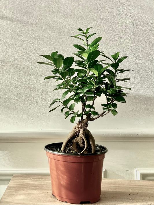 Ficus Retusa Bonsai