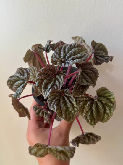 Peperomia