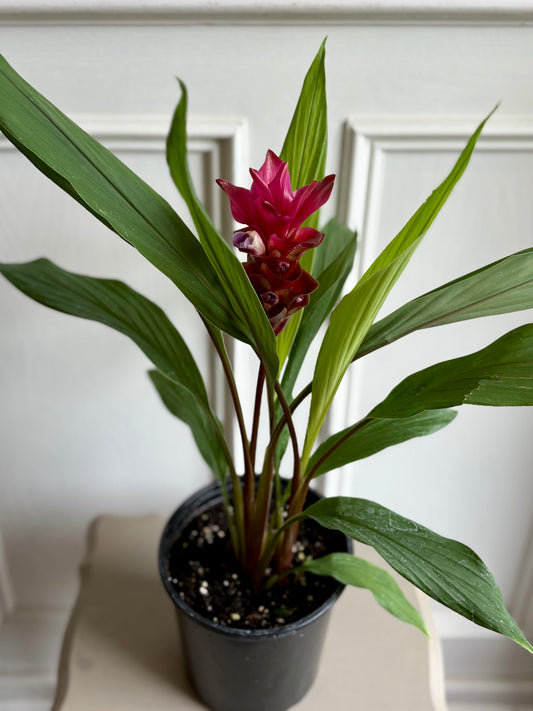 Curcuma