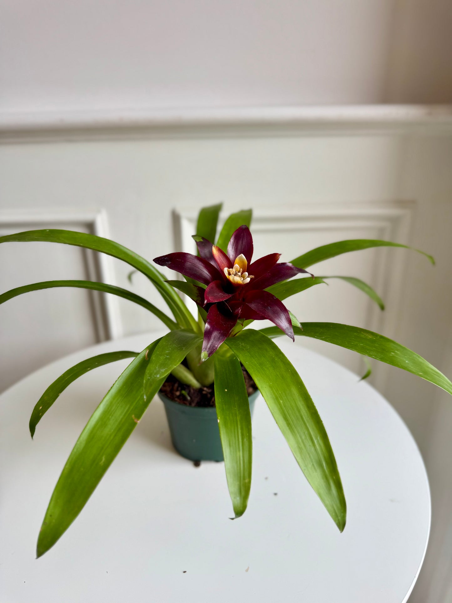 Bromeliad