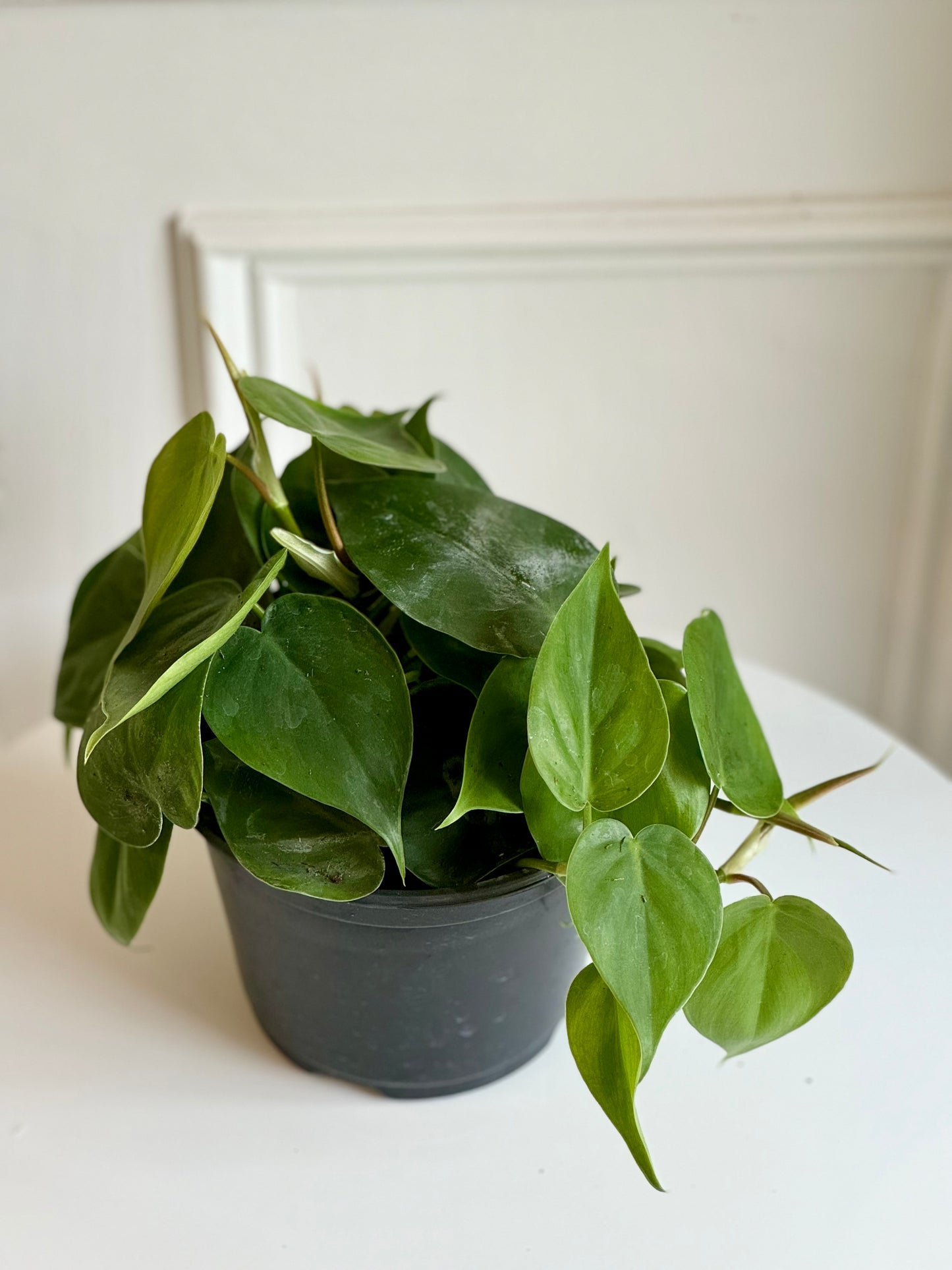 Philodendron Cordatum