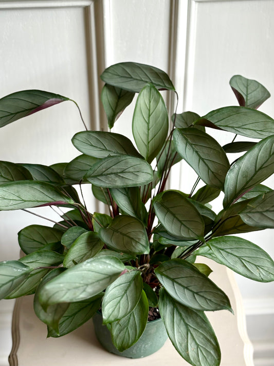 Calathea Setosa