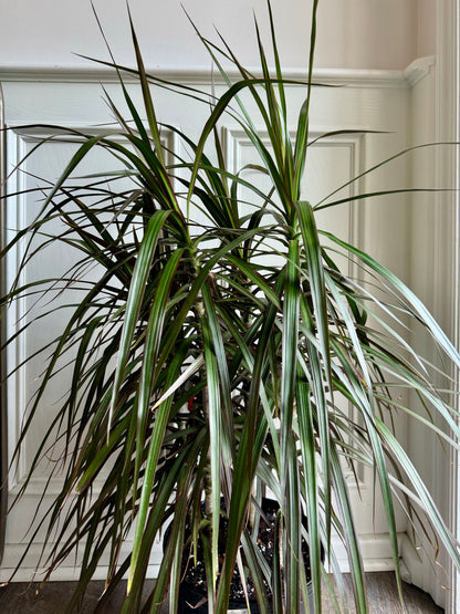 Dracaena Marginata Magenta Bush