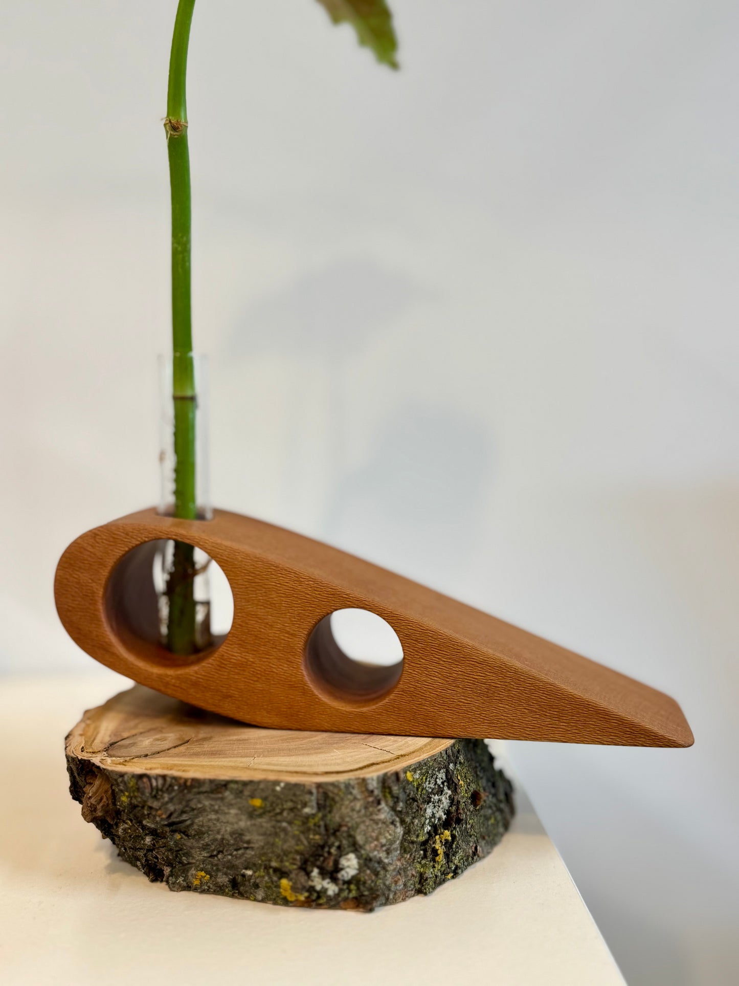 Sycamore Propagation Stand