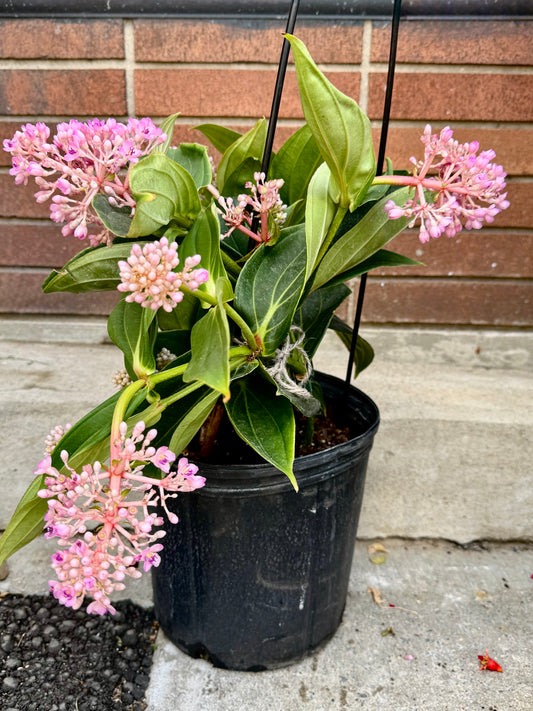 Medinilla Myriantha
