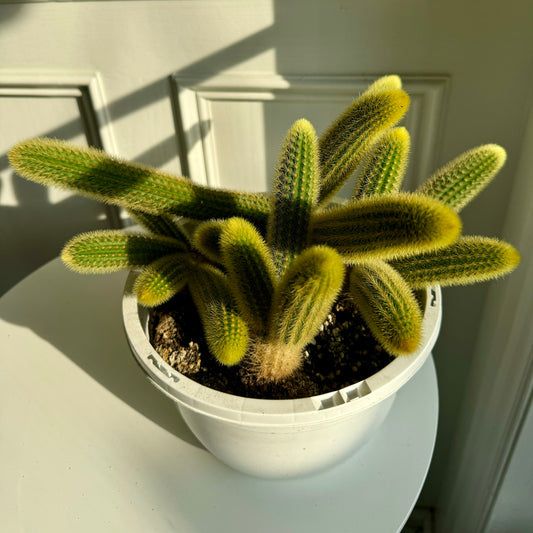 Golden Monkey Tail Cactus Hanging Basket