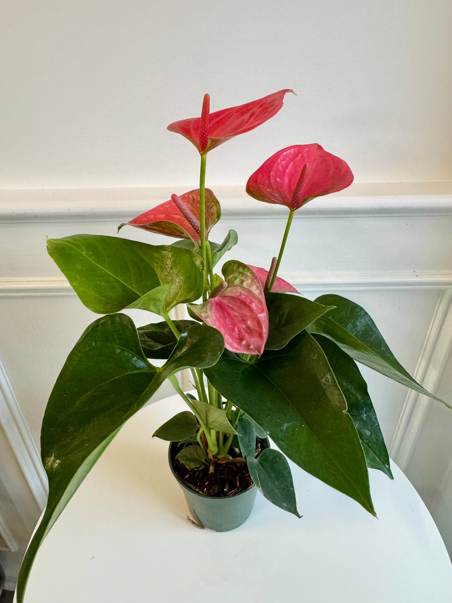 Anthurium