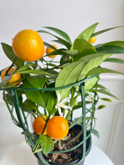 Calamondin Bush